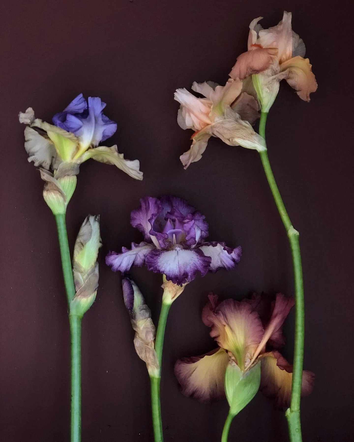 Five dried and wilted iris flowers with purple, blue, and beige petals on a dark background