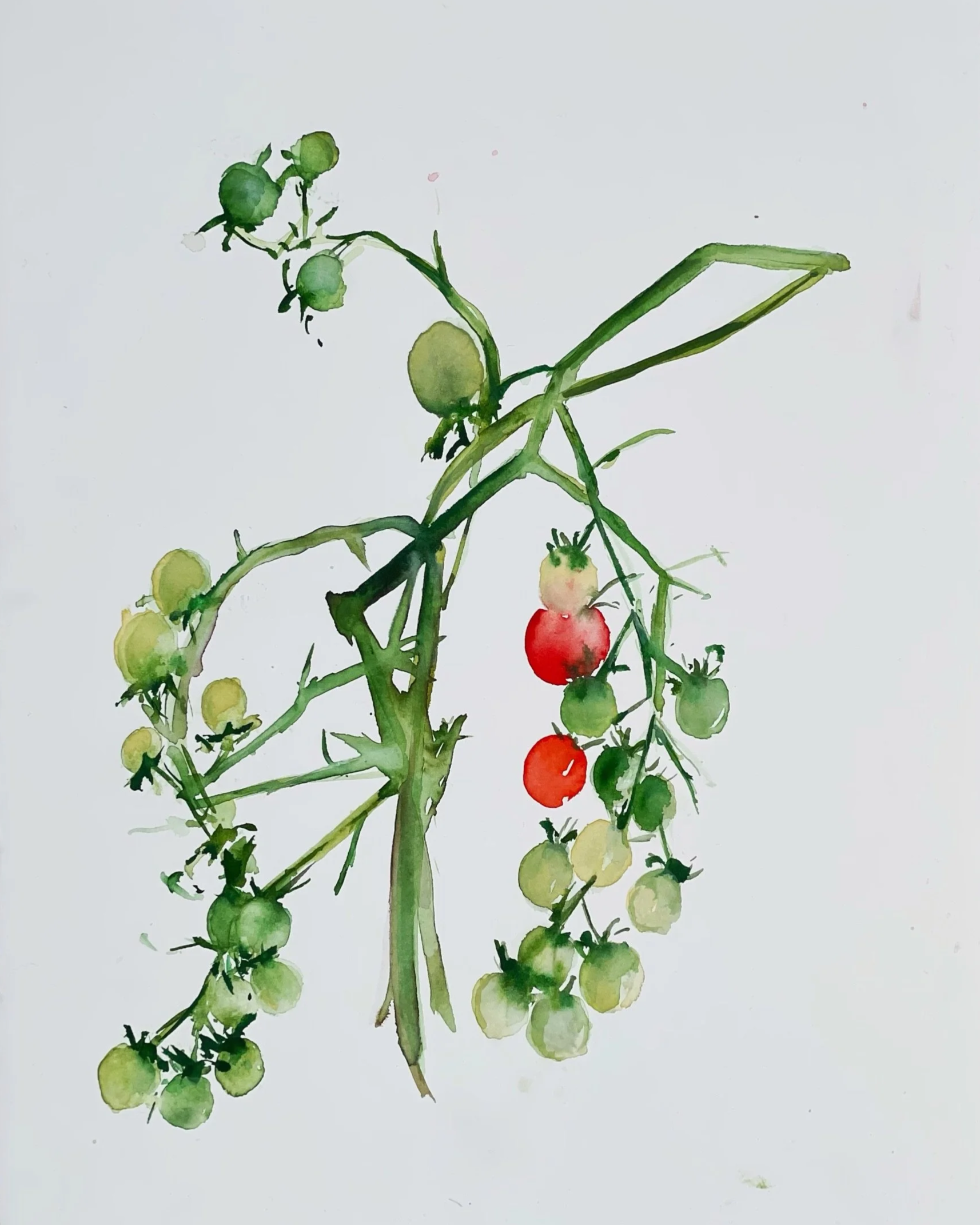 Watercolor painting of a tomato plant with green and ripening red tomatoes on its branches.