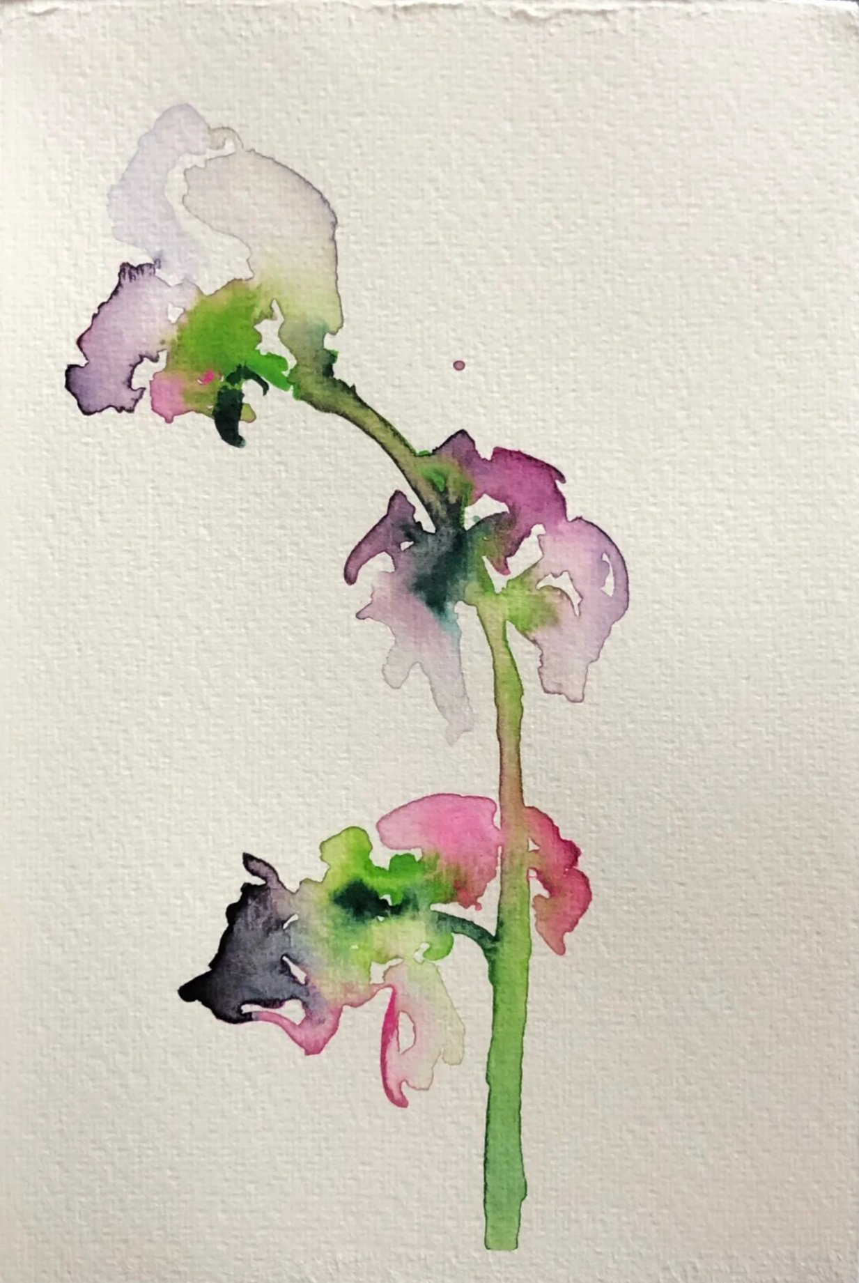 Watercolor painting of a single flower stem with multiple blossoms, featuring pink, purple, black, green, and light colors on textured paper.