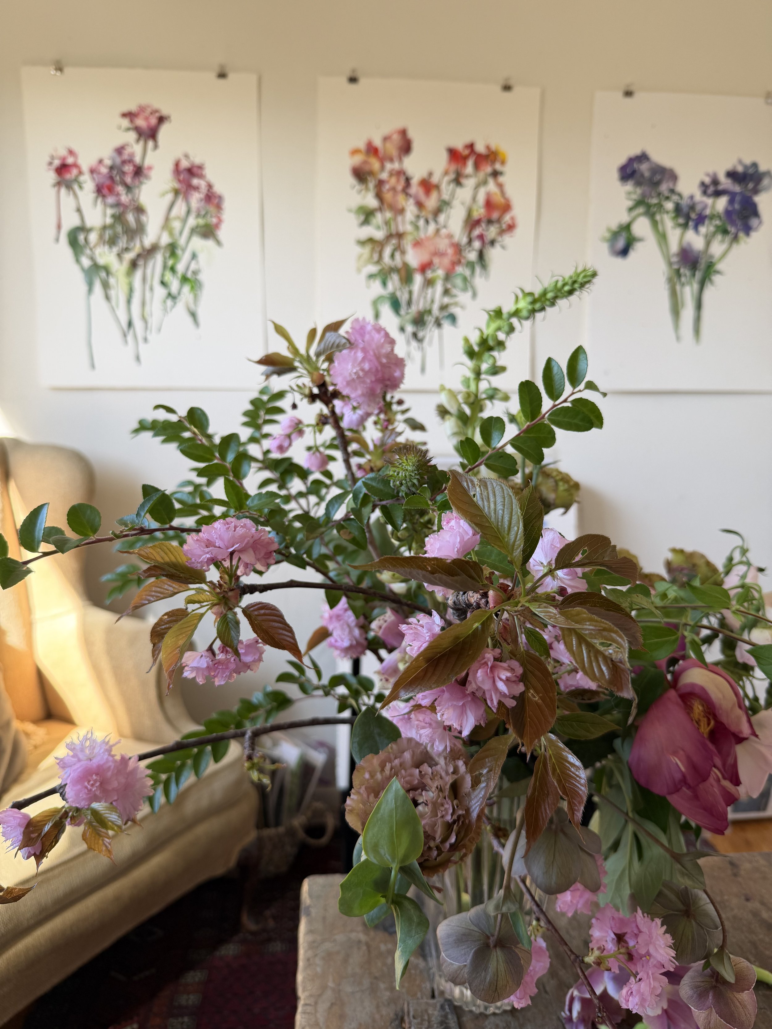 A pink flowering plant in a vase, with a living room and botanical artwork on the wall in the background.