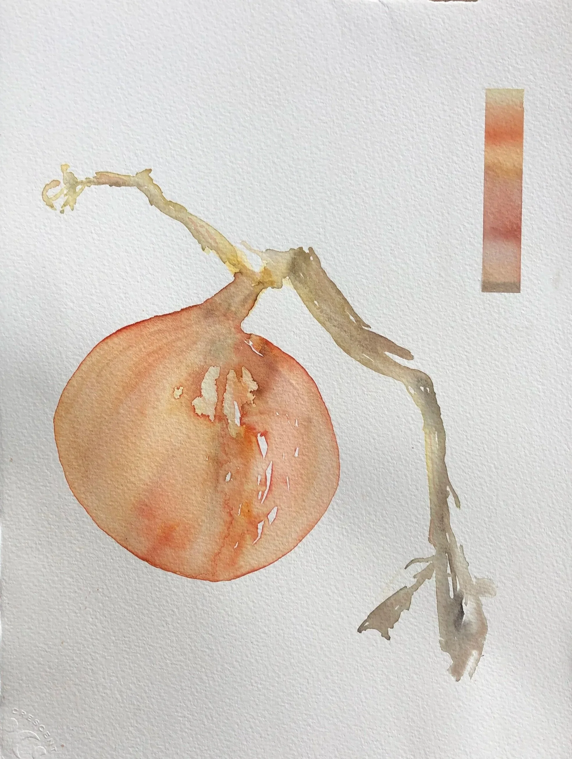 Watercolor painting of an onion with a stem and leaves.