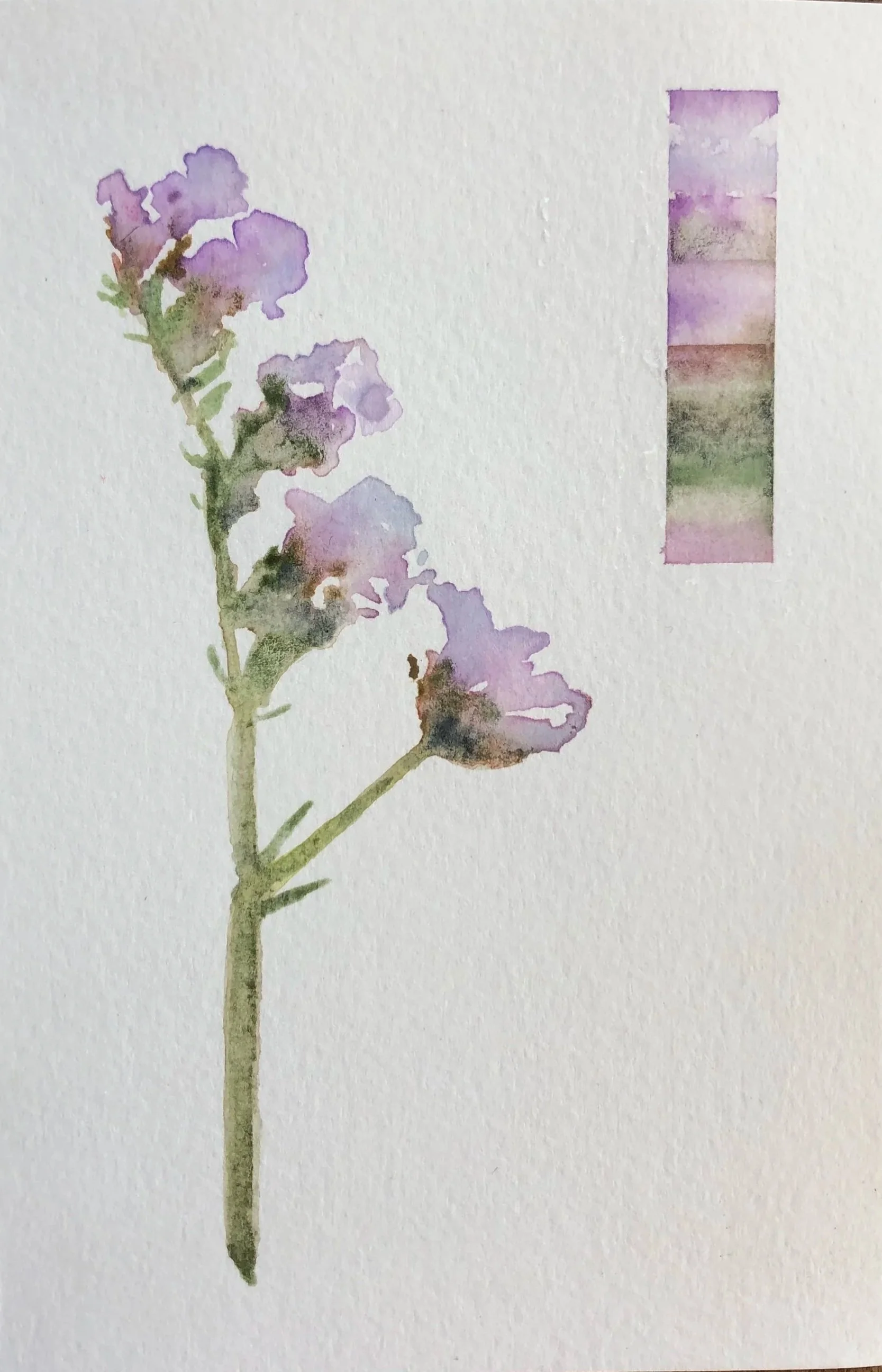 Watercolor painting of a lavender plant with purple flowers and green stem, with a small vertical color palette of pastel shades in the upper right corner.