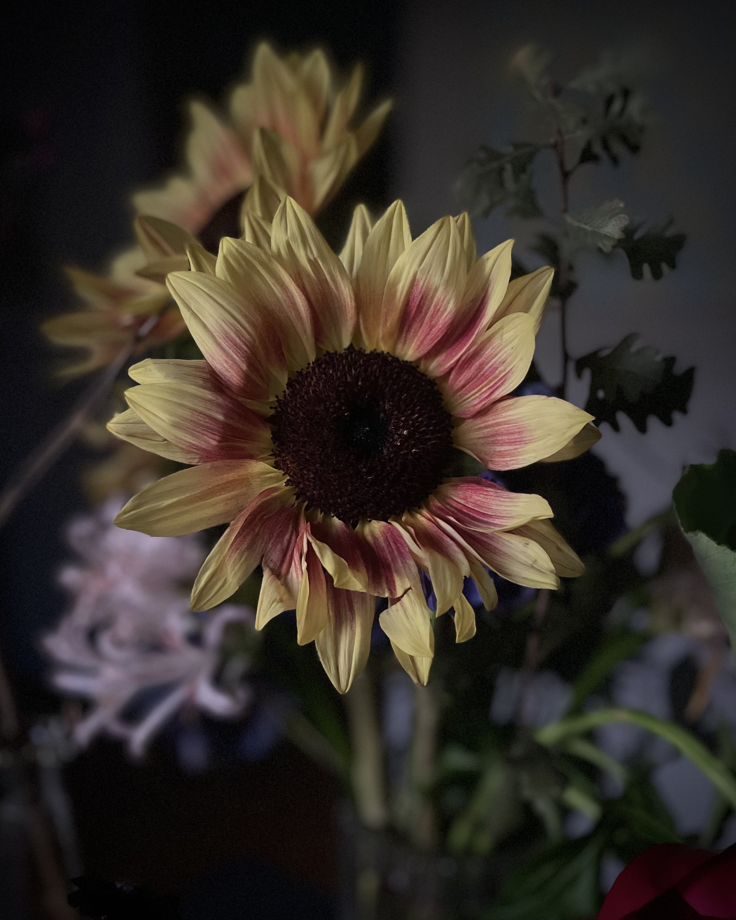 A close-up of a sunflower with yellow and pink petals, dark center, with blurred green leaves and other flowers in the background.