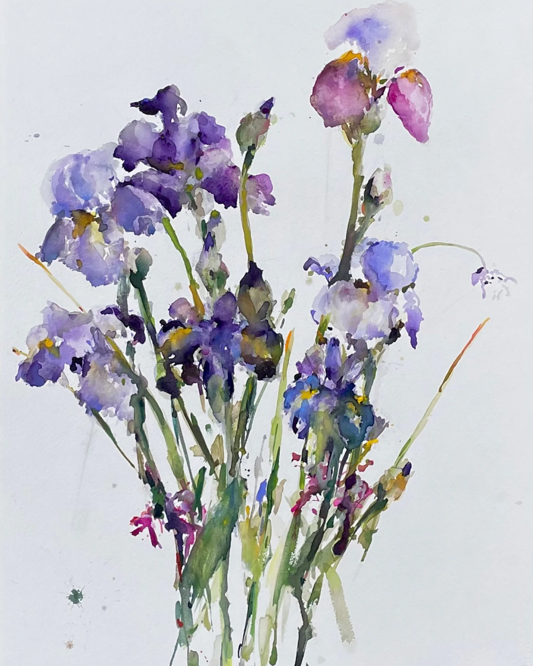 Watercolor painting of purple and pink iris flowers with green stems on white background.