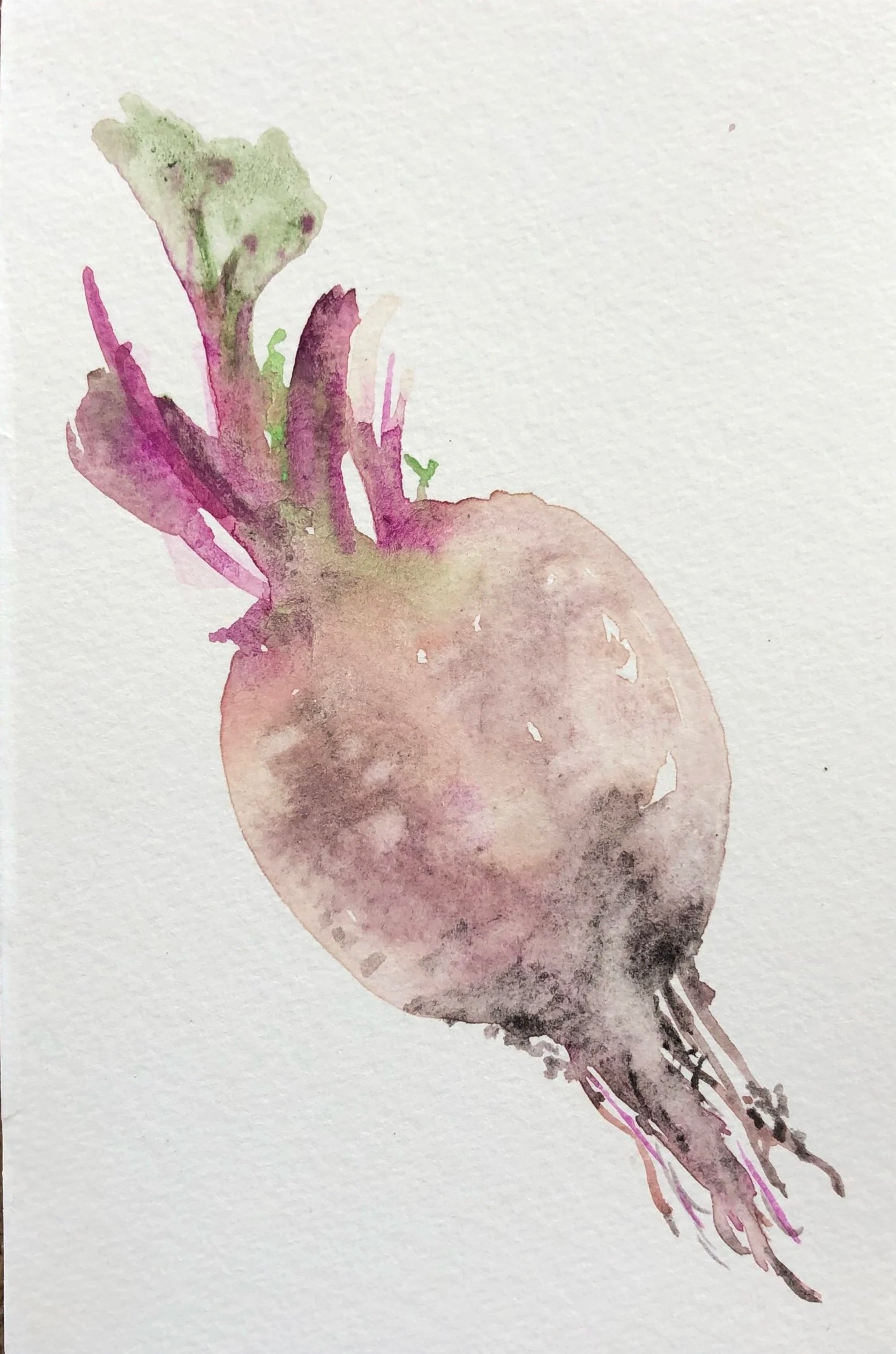 Watercolor painting of a turnip with green and purple leaves.