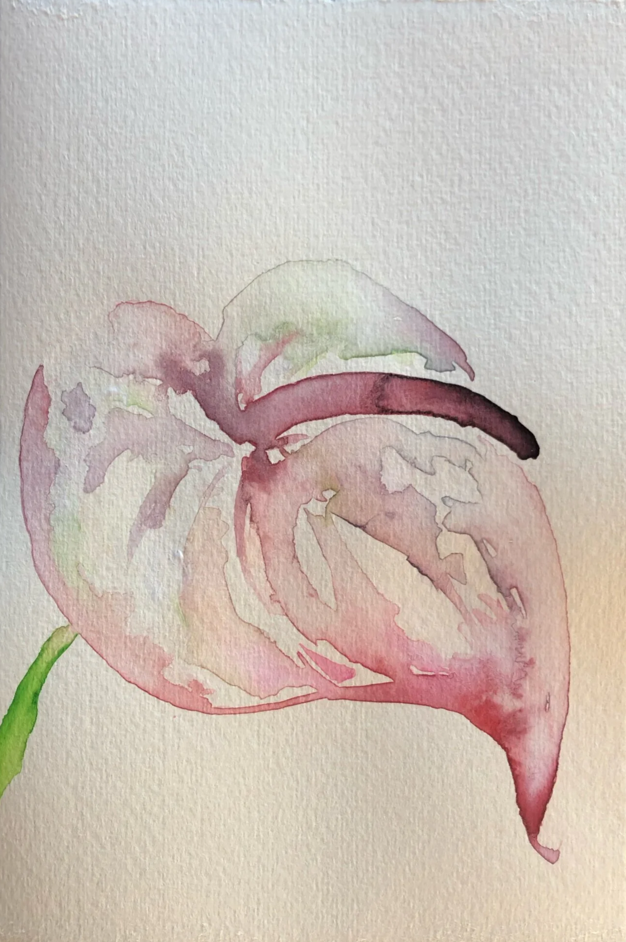 Watercolor painting of an anthurium flower with pink and green hues.