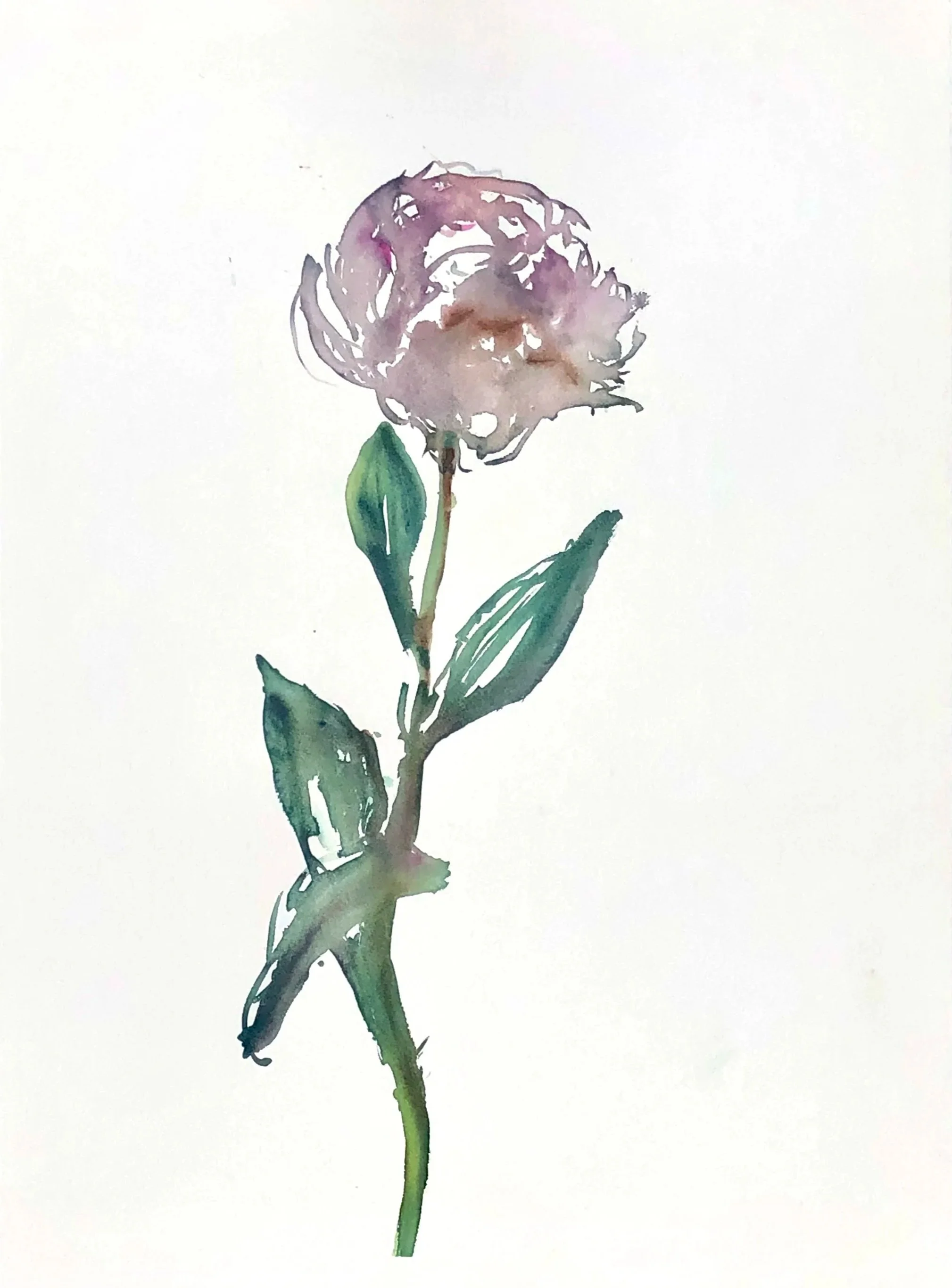A watercolor painting of a single pinkish-purple flower with green leaves on a white background.