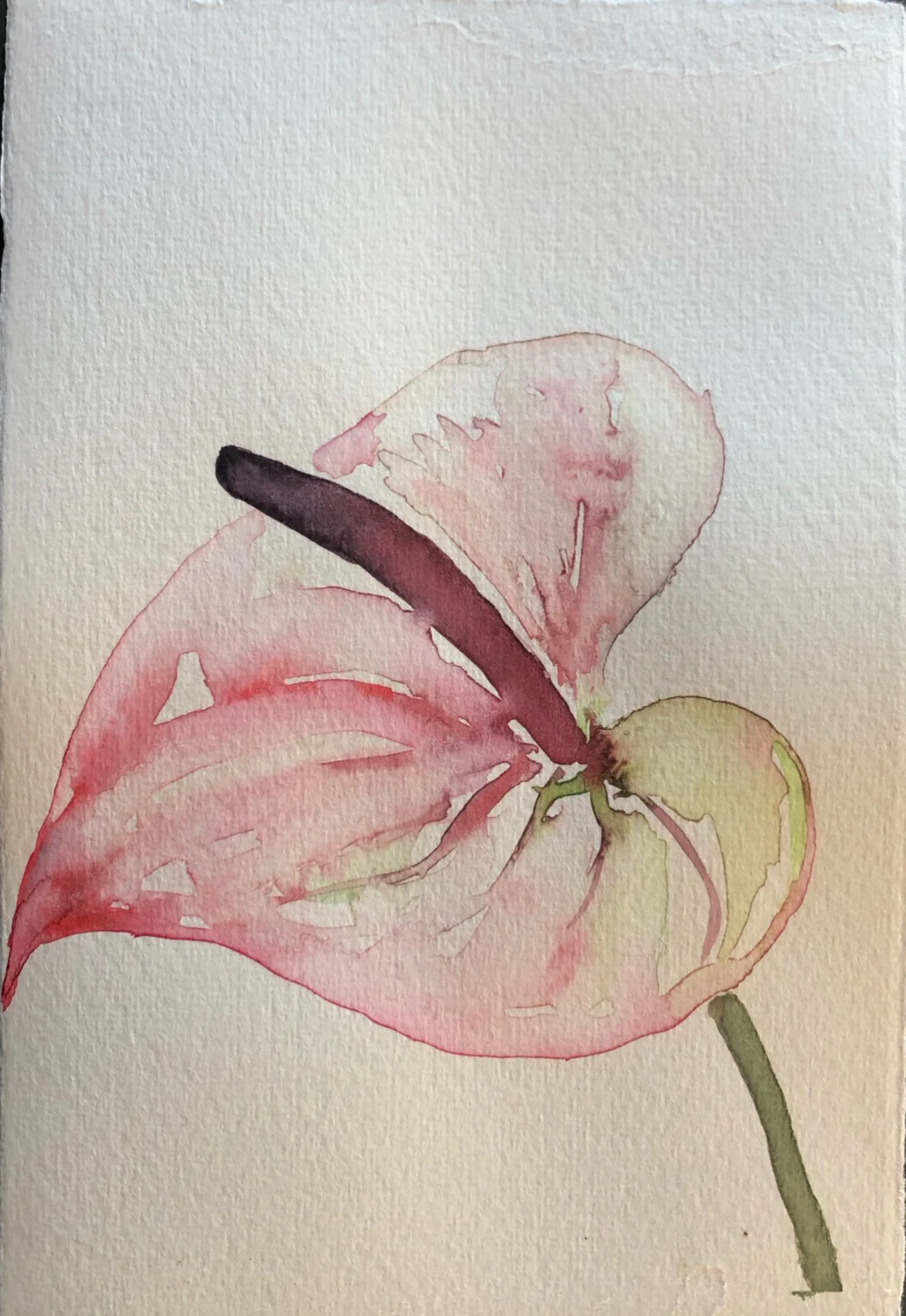 A watercolor painting of a pink and green flower with a dark purple leaf on top, and a green stem at the bottom.