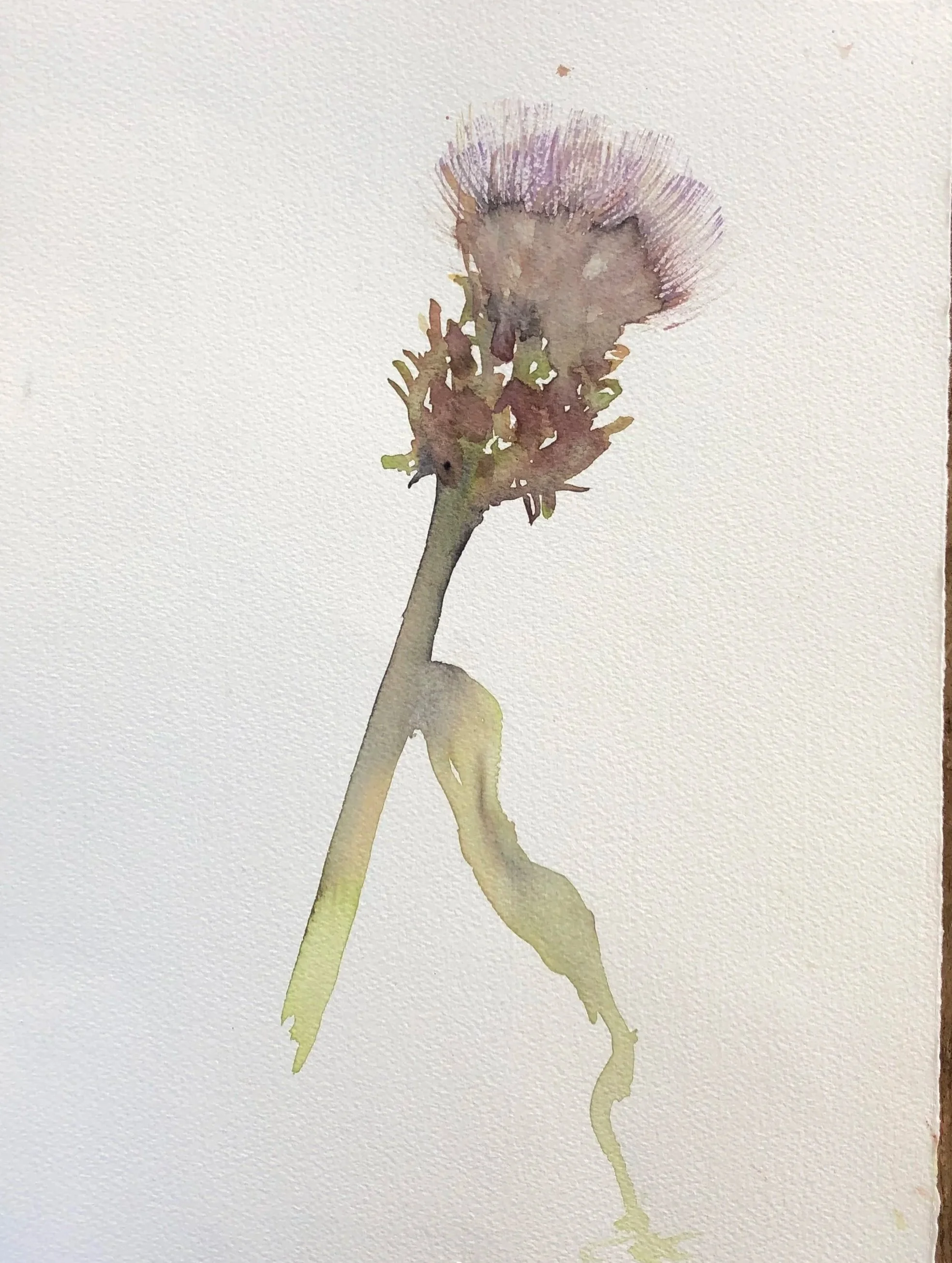 Watercolor illustration of a plant with a long stem, leaves, and a flower at the top.