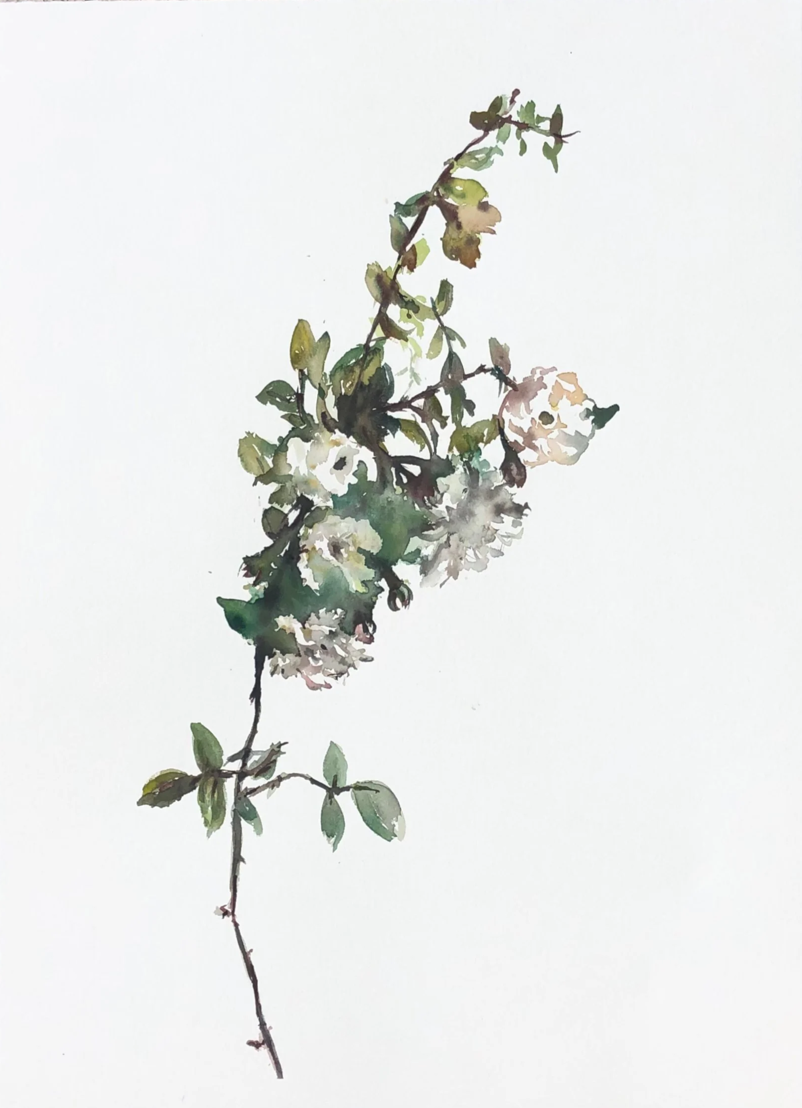 Watercolor painting of a thin, curved branch with green leaves and white flowers on a white background.