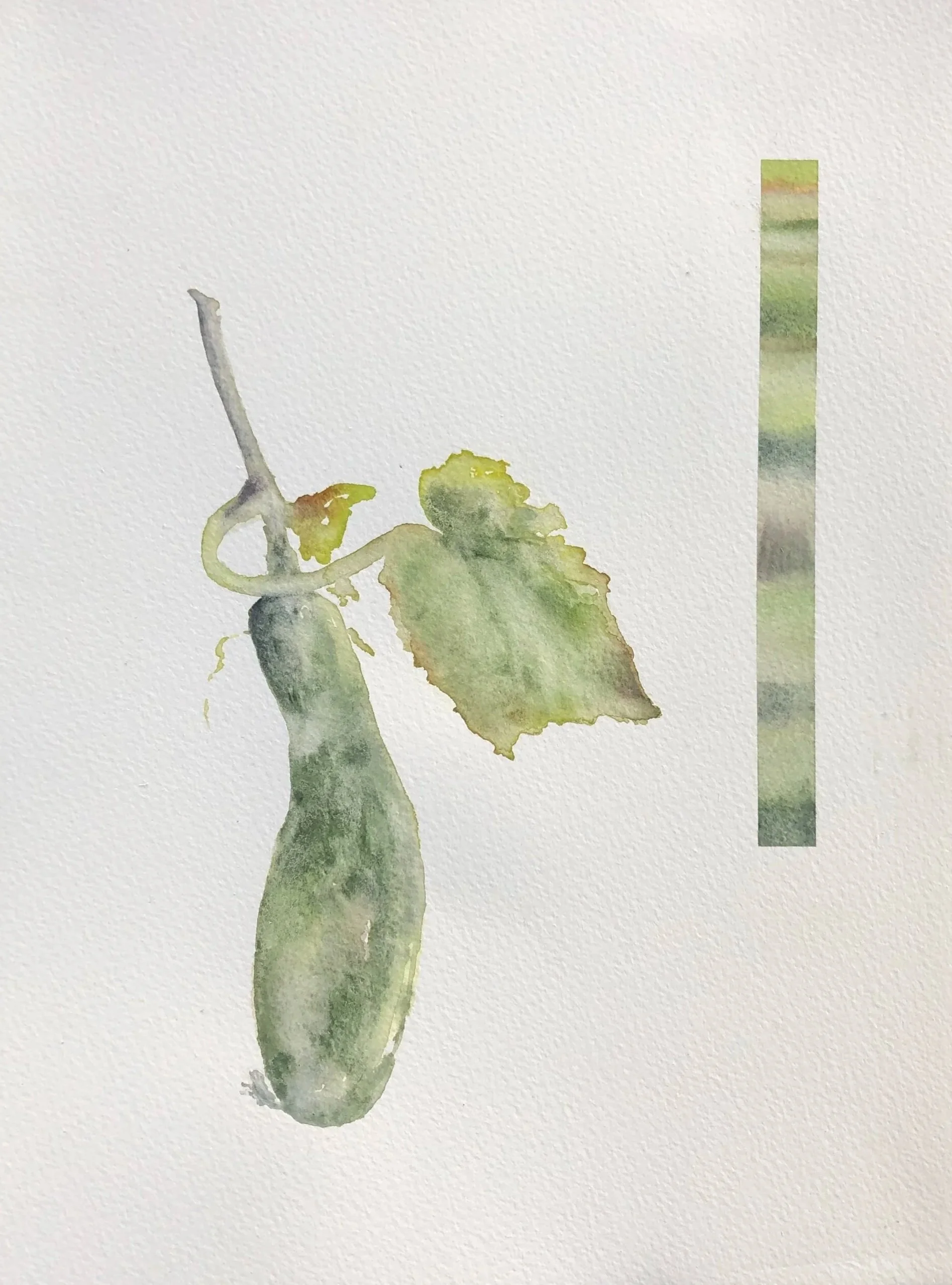 Watercolor painting of a cucumber hanging from a vine with a leaf next to it, and a vertical color bar on the right.