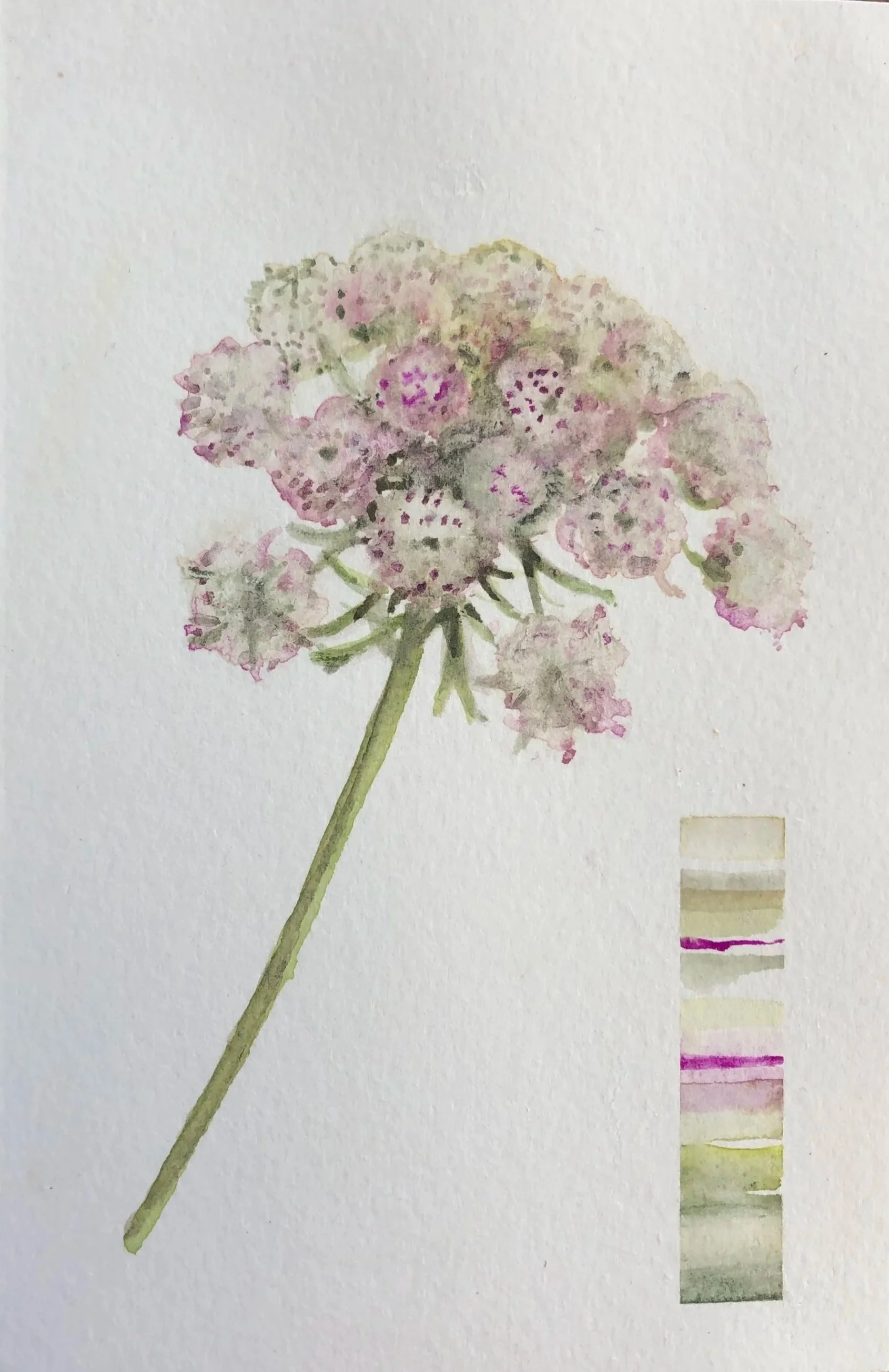 Watercolor painting of a pink and purple hydrangea flower with color swatch on a white background.