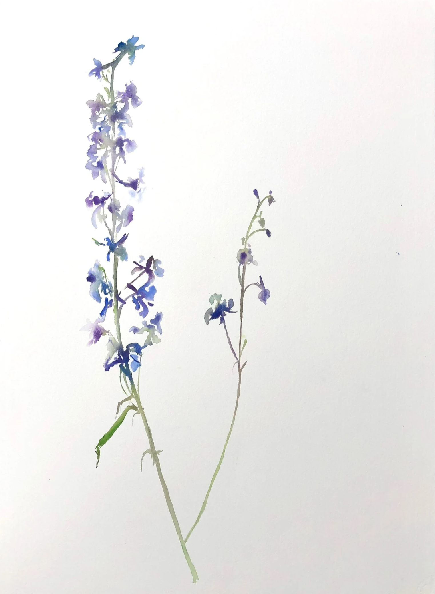 Watercolor painting of two lavender or salvia flowers, one tall and full of blue-purple blossoms, the other shorter and less developed, on a white background.