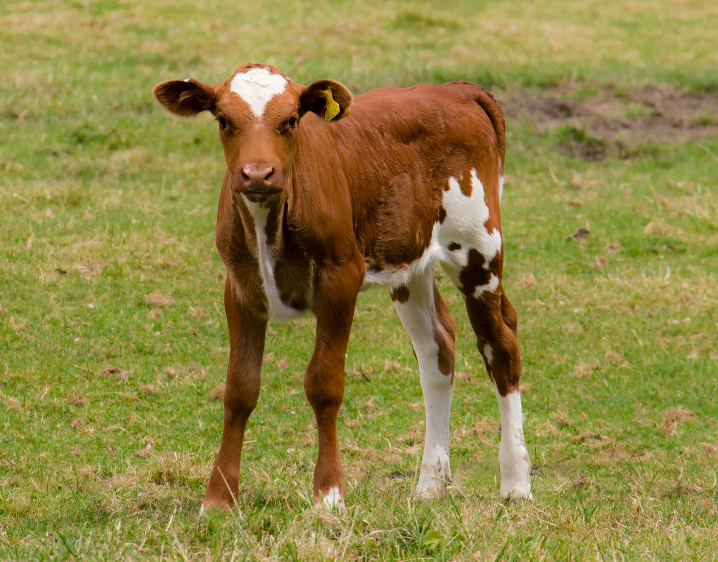 Cow Calf