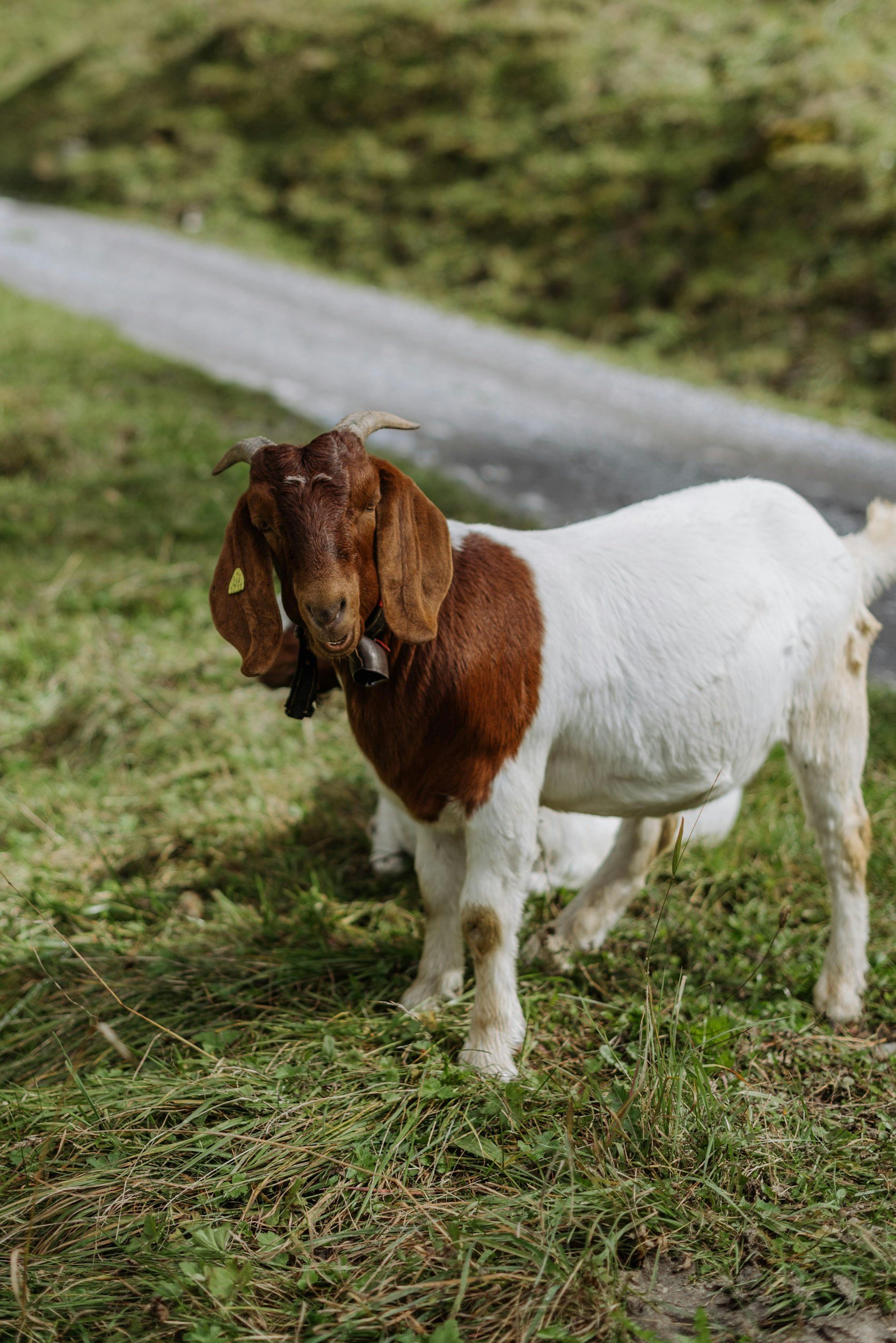 Boer goat standing in a field.