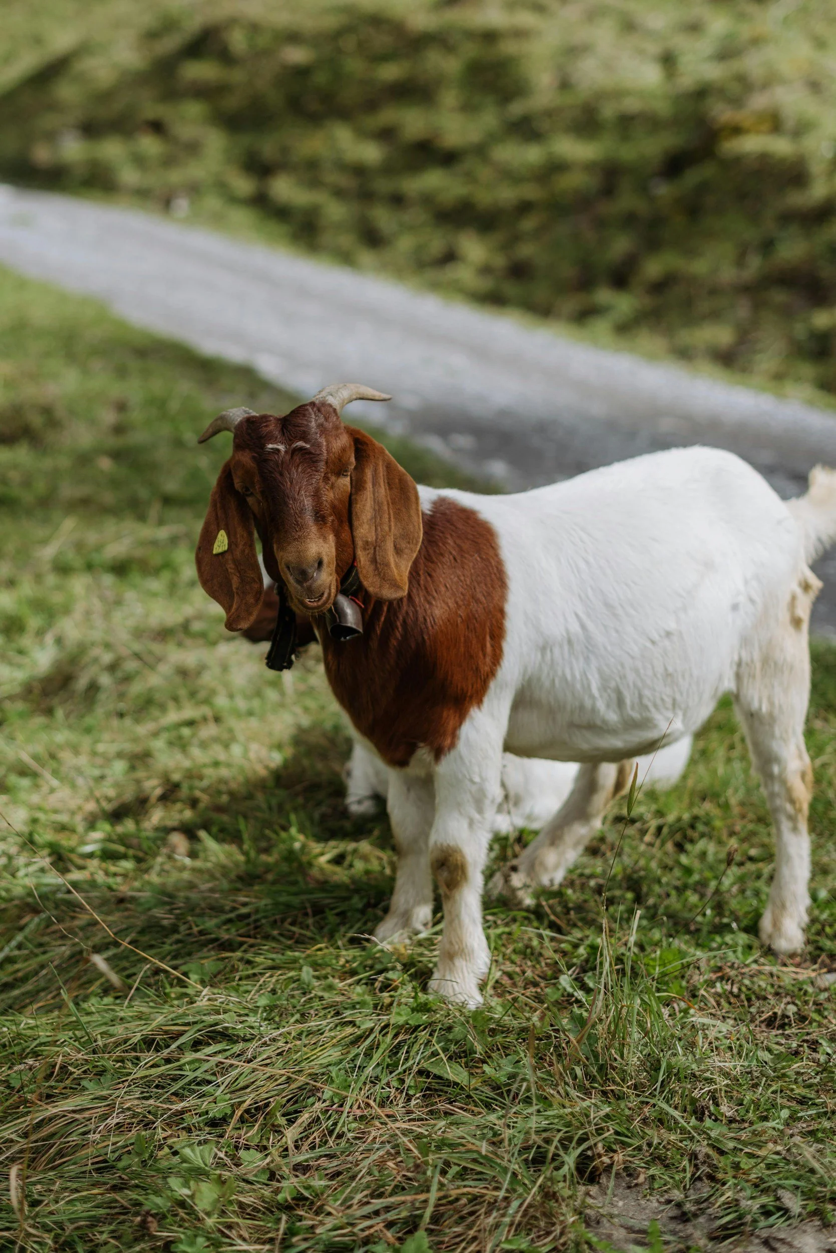 How Much Does It Cost to Raise a Goat in 2026? (USDA-Based Breakdown)