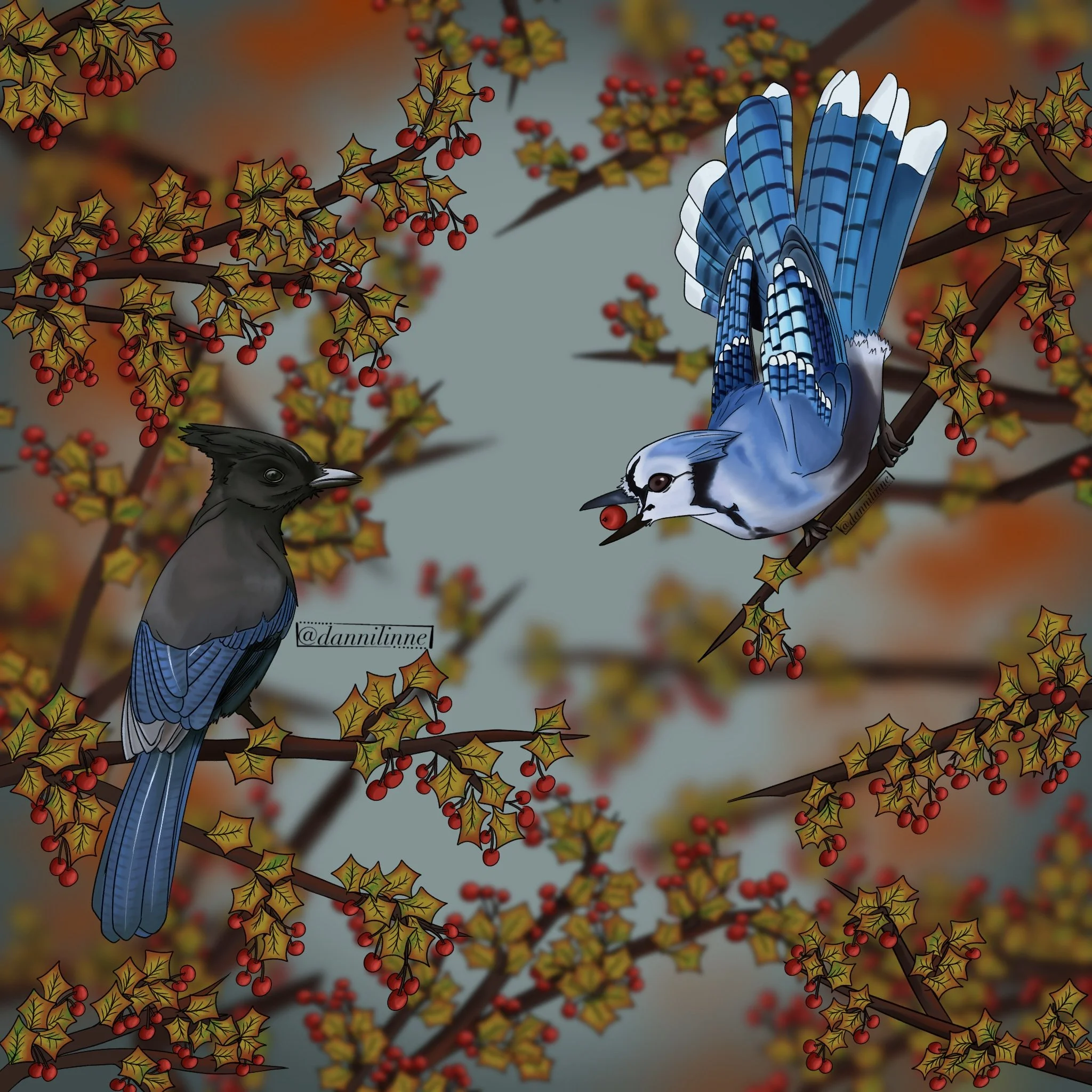 Steller’s Jay & Blue Jay - June 2024