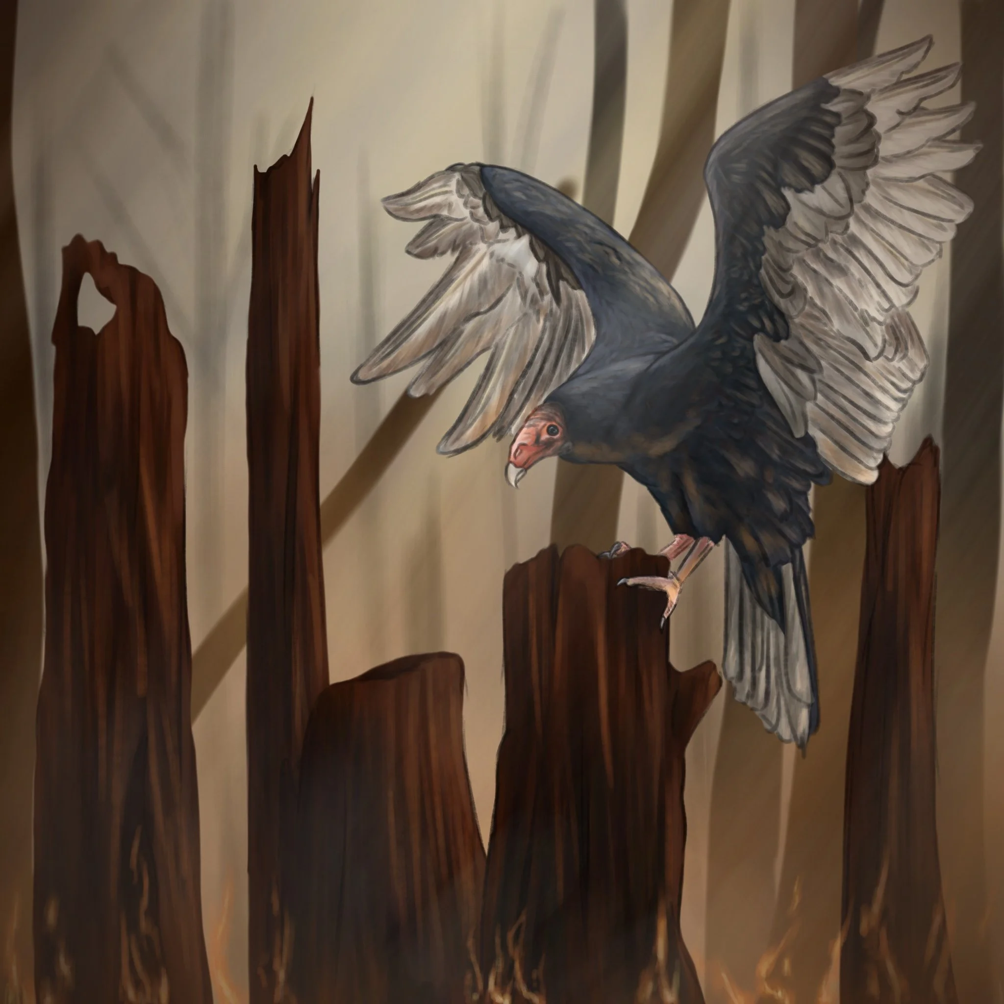 Turkey Vulture - Oct. 2024