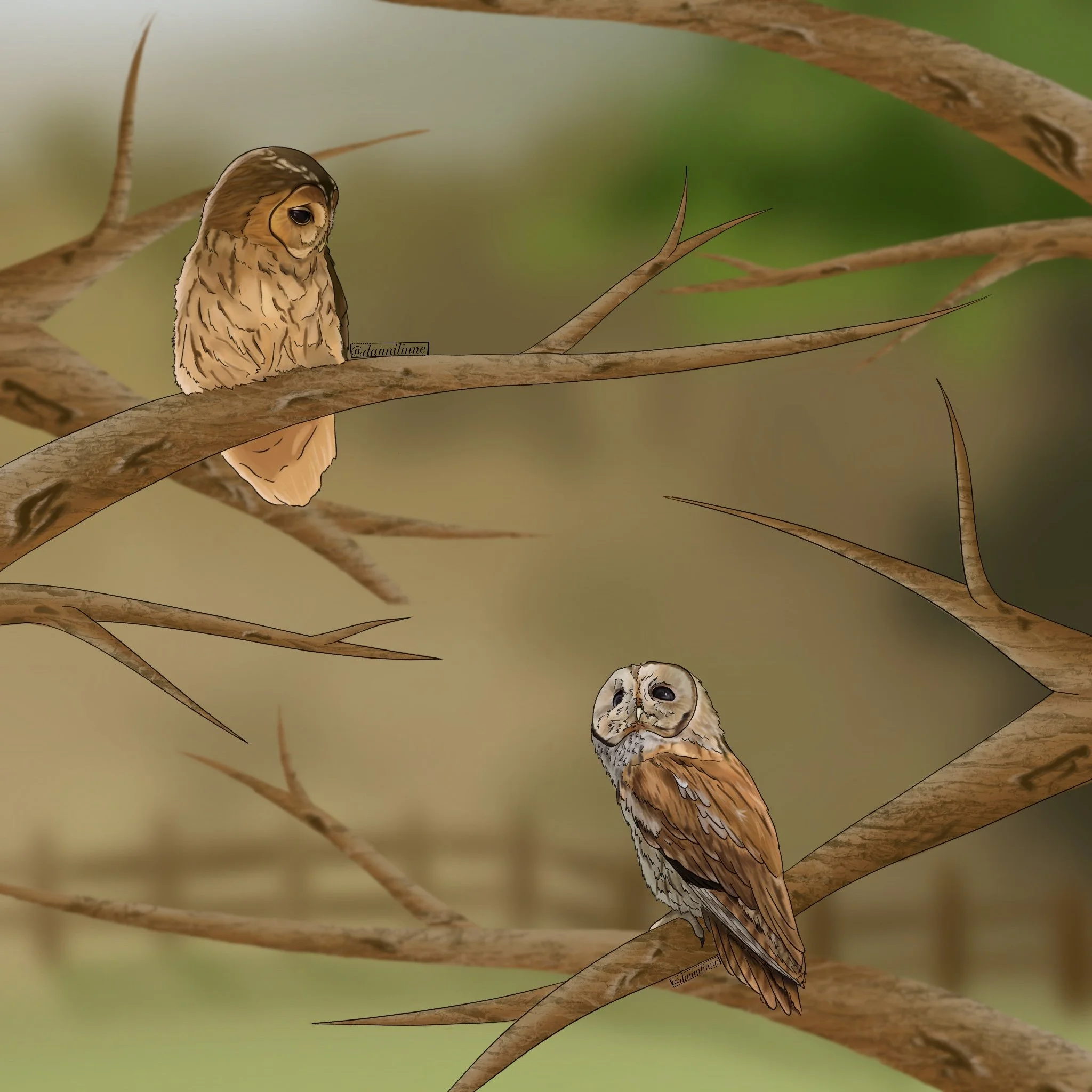 Tawny Owls - June 2024