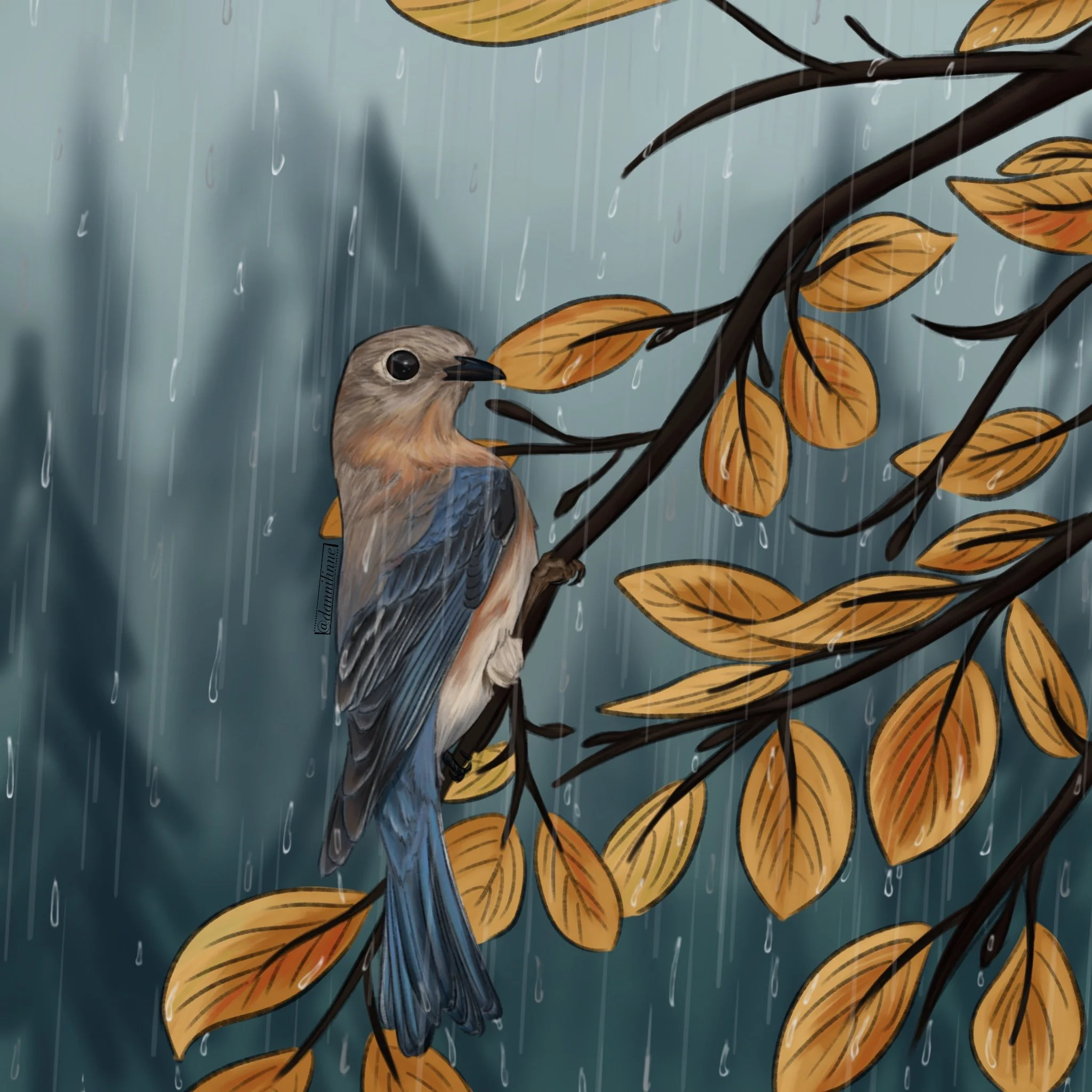 Eastern Bluebird - Feb. 2025