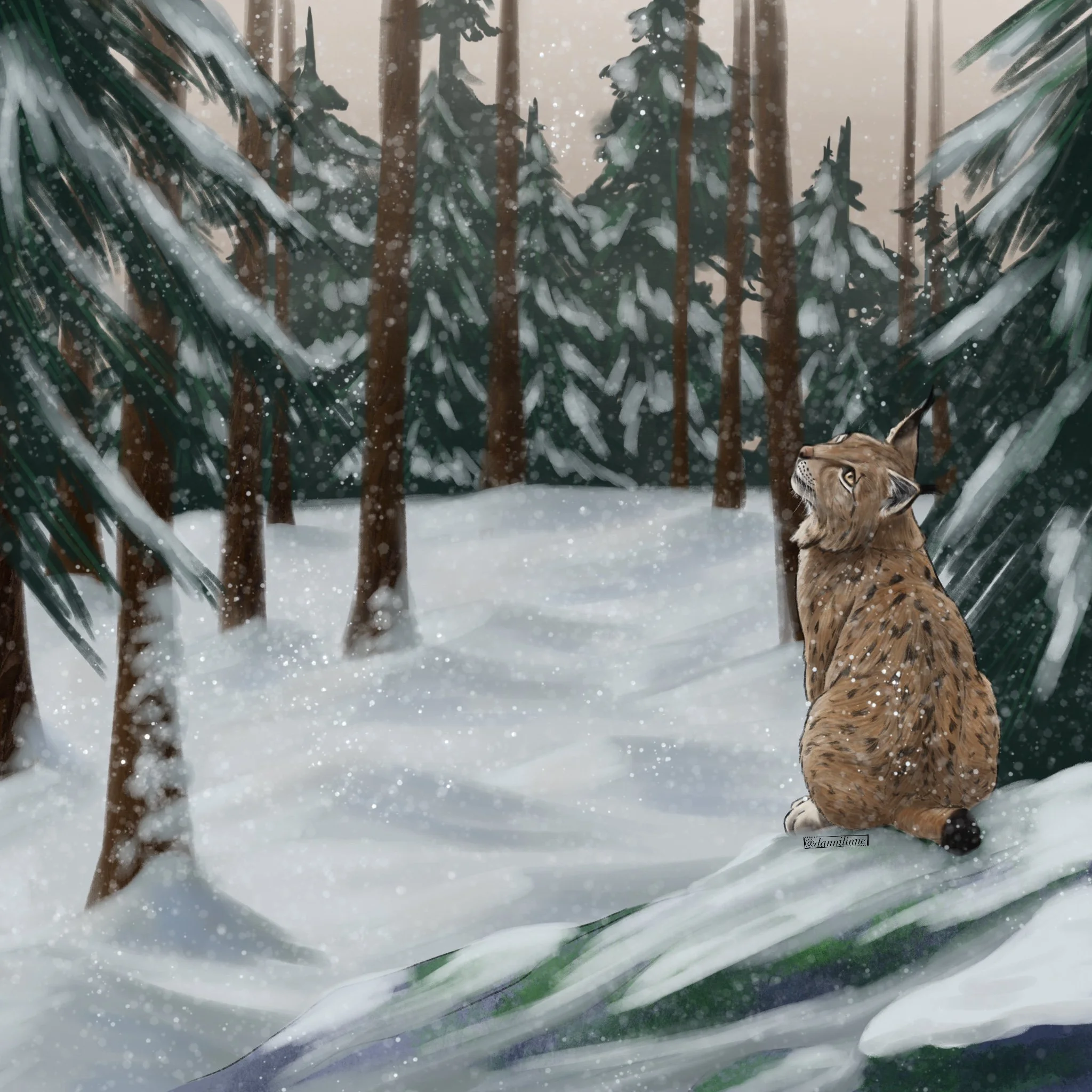 Eurasian Lynx - Jan. 2025