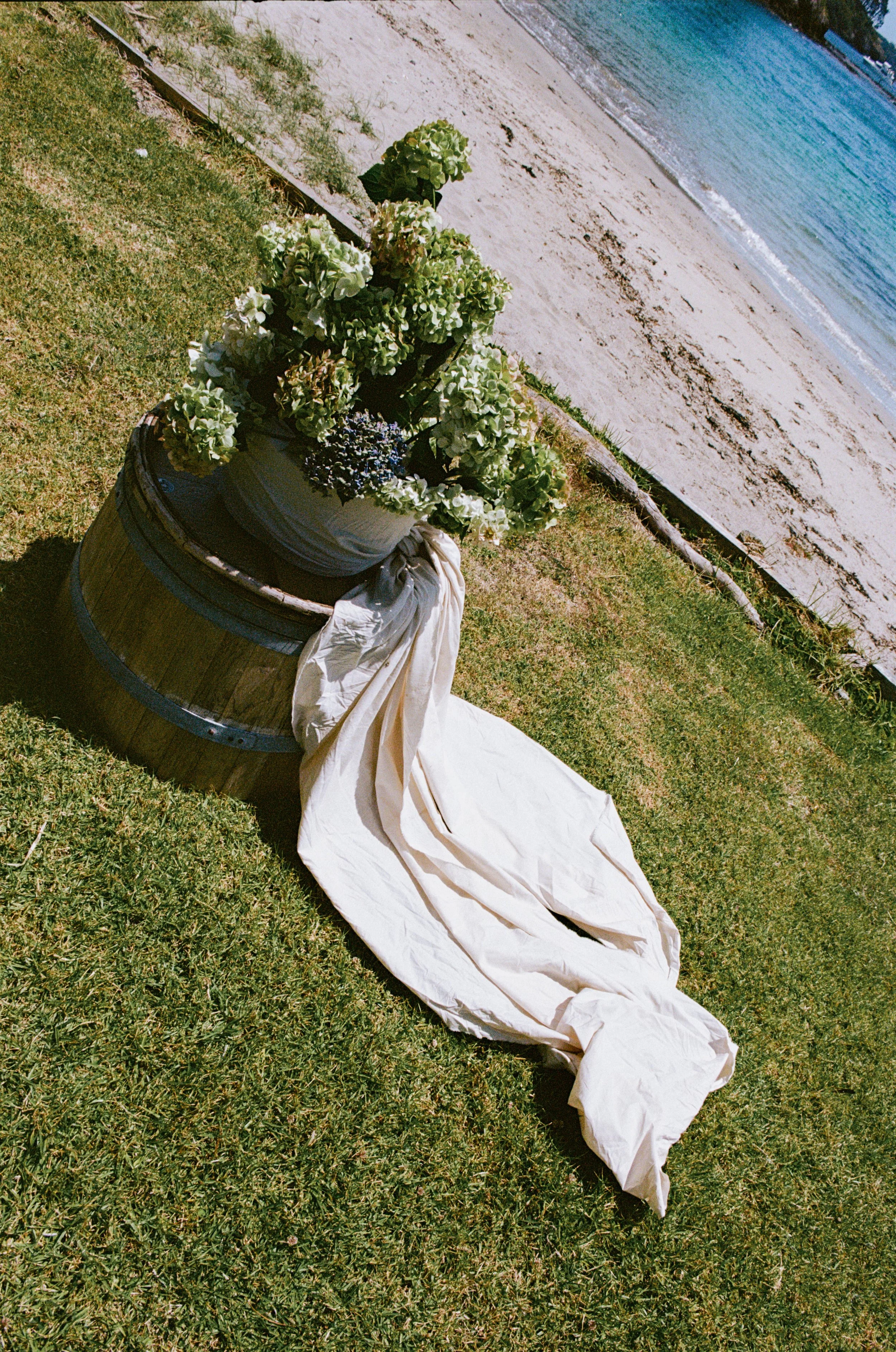 A potted green and white hydrangea plant with a white cloth draped over the edge of a wooden barrel on a grassy area near a sandy beach and blue water.