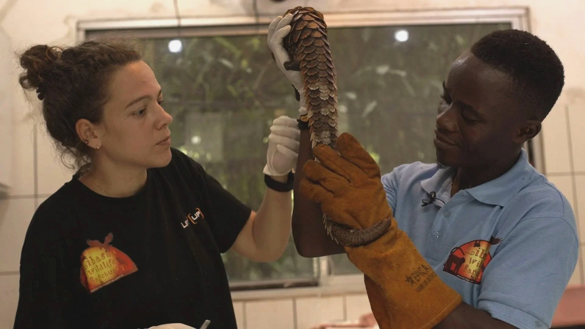 A woman and a man handling a pangolin, both wearing gloves, inside a room with a tiled wall and a window in the background.