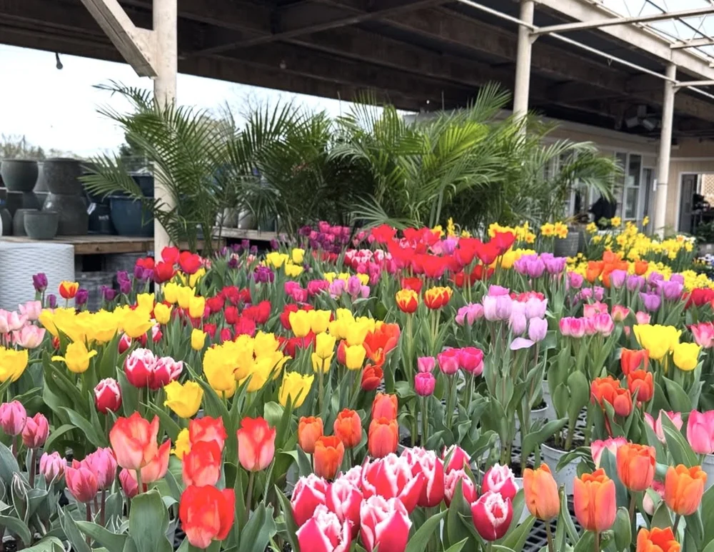 Landscape design in South Jersey