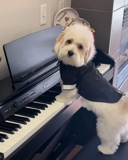 A small white dog wearing a black jacket standing next to a keyboard piano in a room.