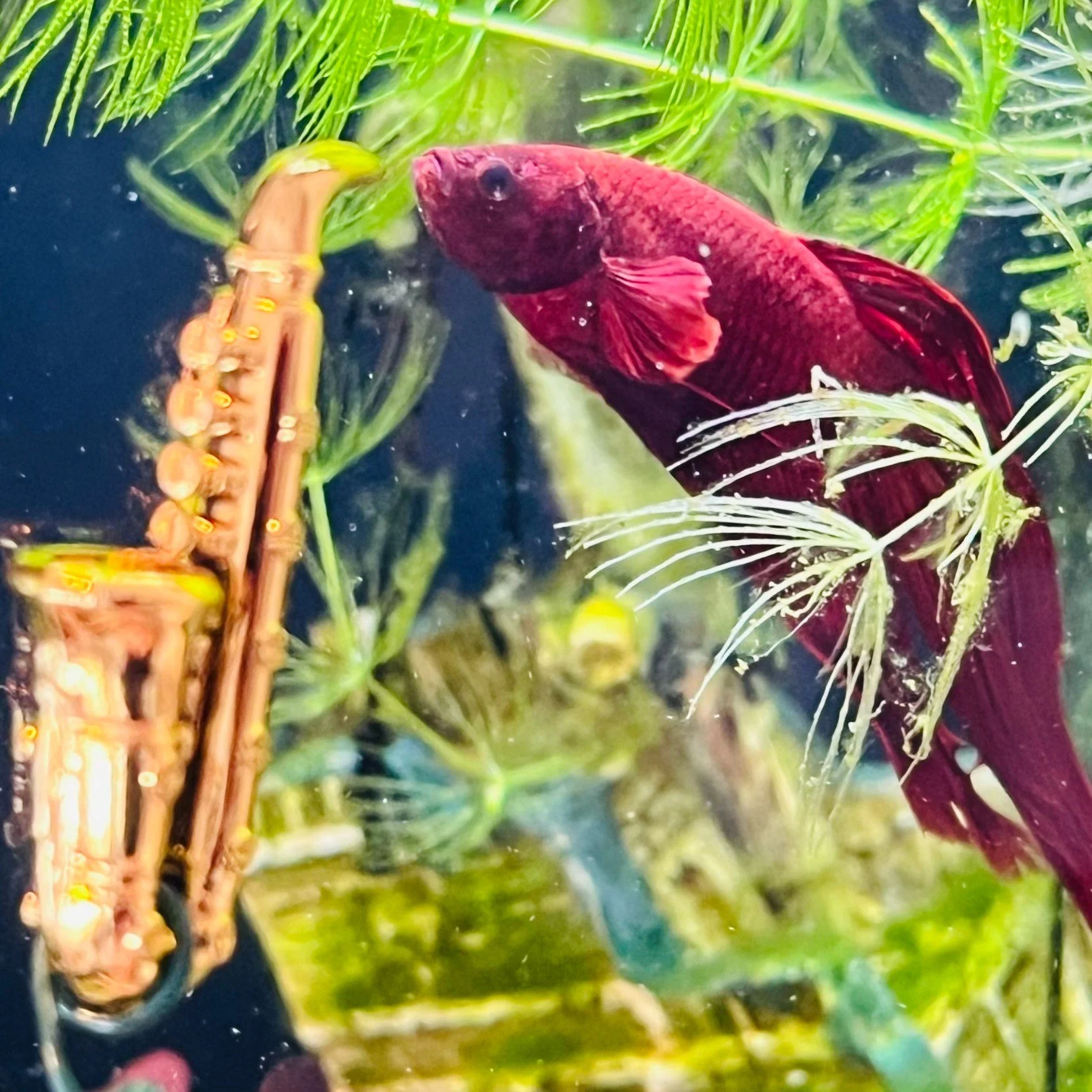 Red fish swimming near aquatic plants and a pipe underwater.