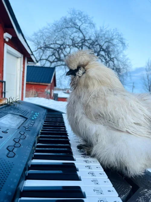 A white domesticated bird, possibly a silkie chicken, sitting on a keyboard outdoors with a background of snow-covered ground, red barn, and leafless trees on a clear winter day.