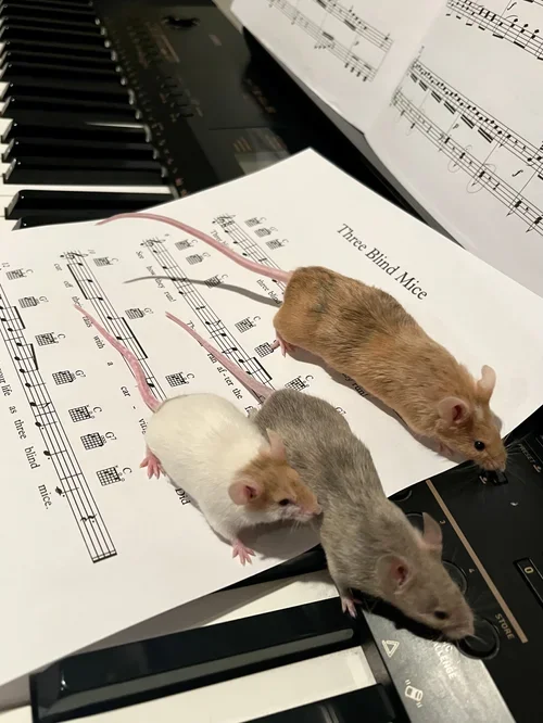 Three mice are on sheet music and a keyboard, with one gray, one white, and one brown mice.