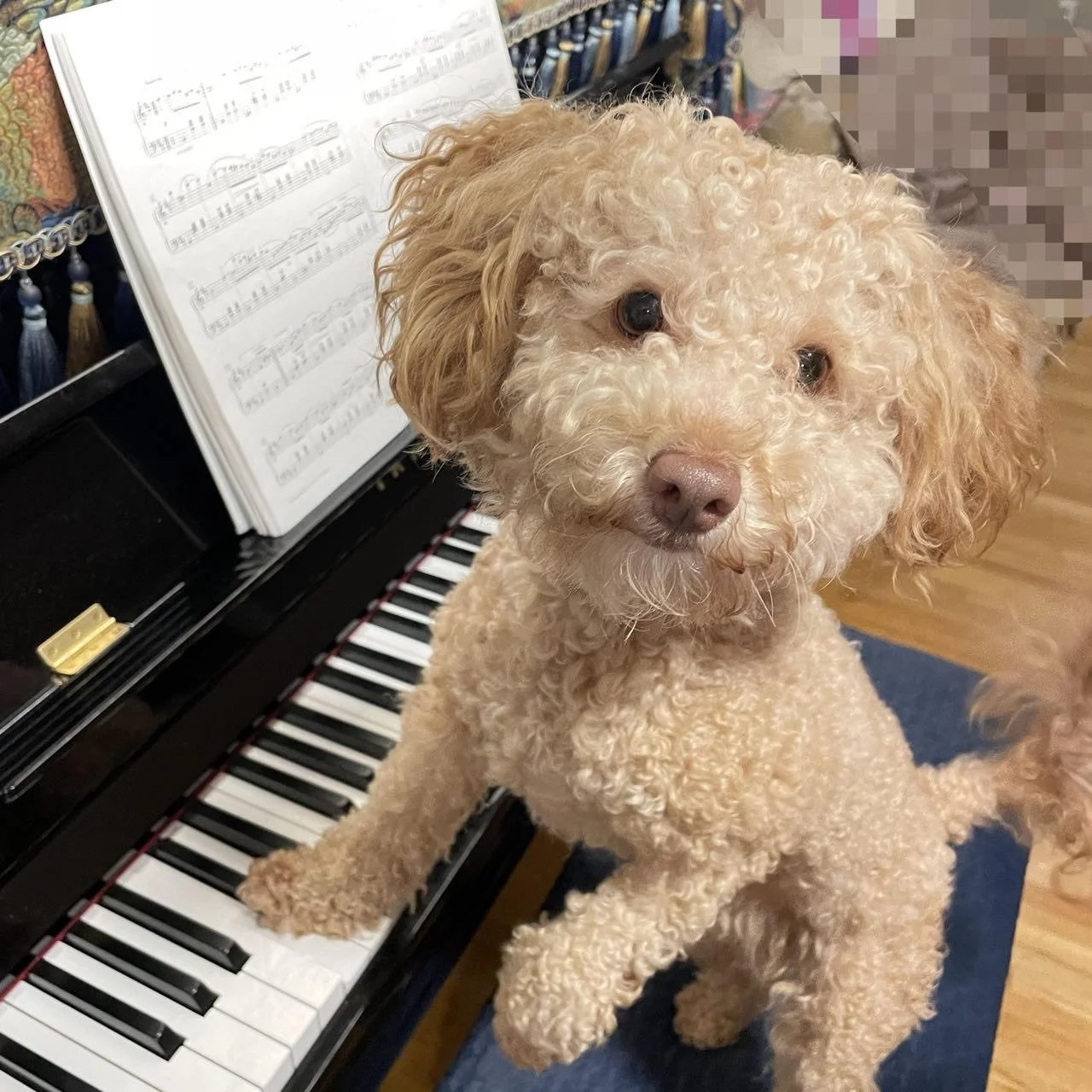 A light brown curly-haired dog sitting on a piano bench with one paw on the piano keys, looking at the camera with a curious expression, next to an open sheet music book on the piano.