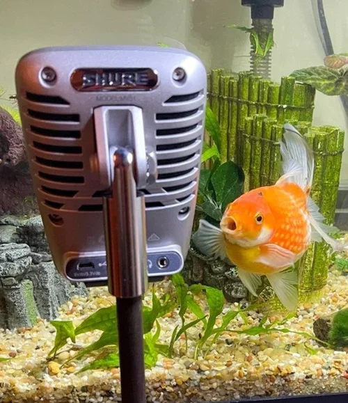 Close-up of a goldfish swimming in an aquarium with a large silver Shure microphone in front of it.
