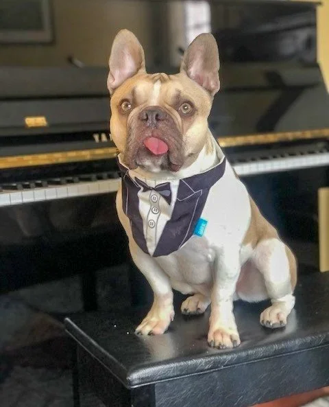 A dog wearing a tuxedo bib with a bow tie sitting in front of a piano