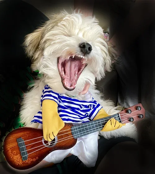 A happy dog with curly white fur wearing a striped shirt and yellow gloves, holding a small ukulele, and yawning with its mouth wide open.