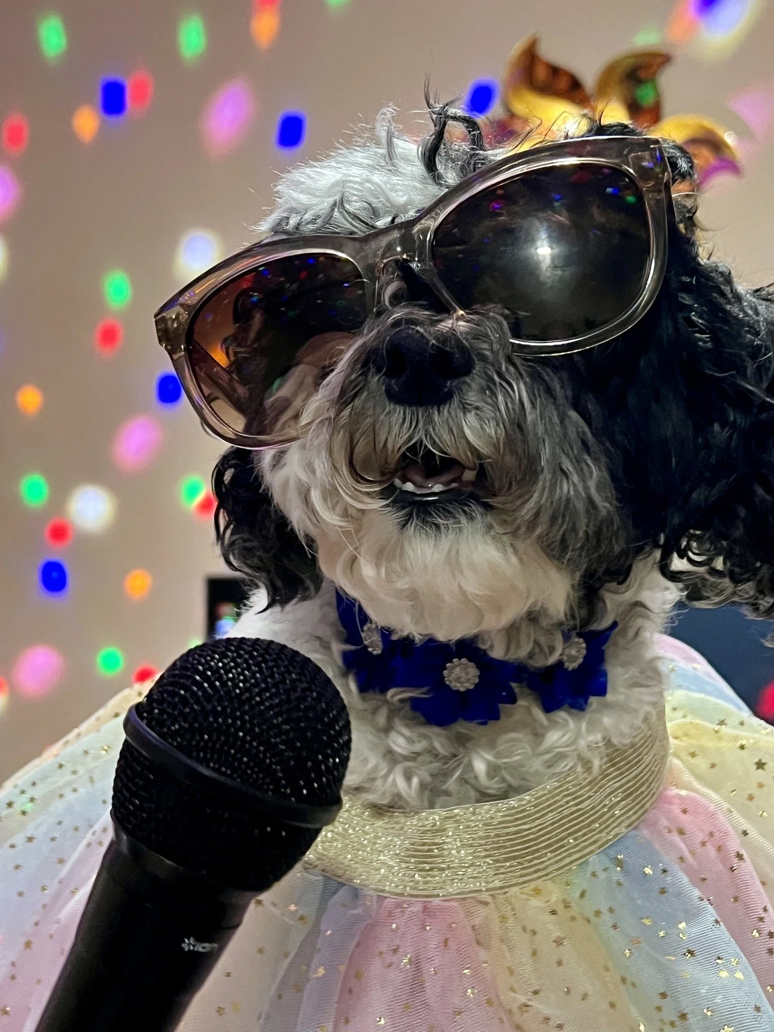 A black and white dog wearing sunglasses, a rainbow tutu, and a blue flower necklace, standing in front of a multicolored light background, with a black microphone in front of it.