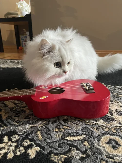 A white fluffy cat lying on a patterned rug next to a red ukulele.