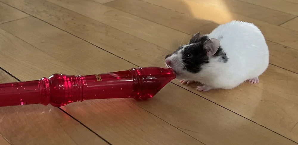 A small guinea pig with black and white fur biting a red plastic bottle on a wooden floor.