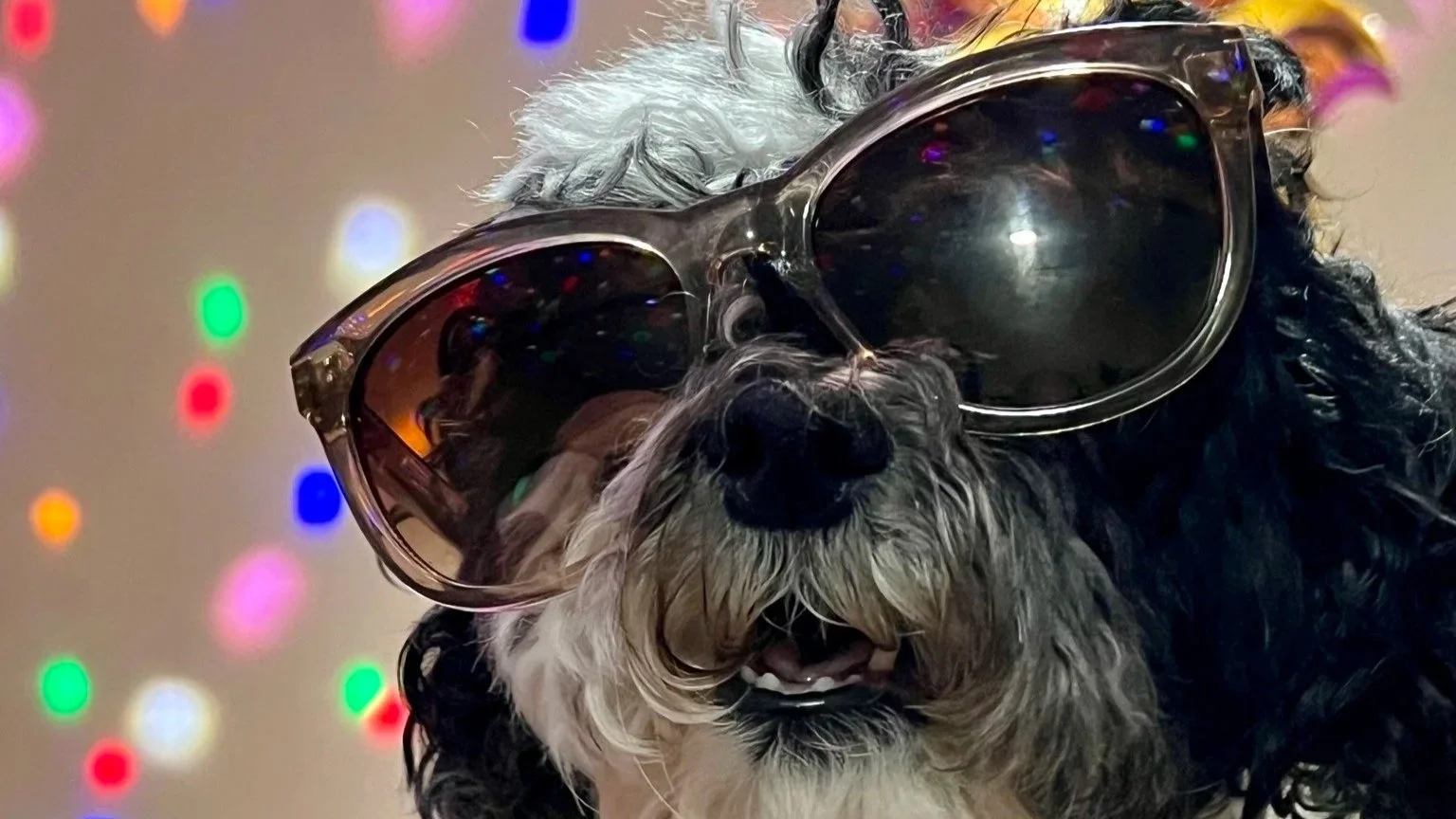 A black and white dog wearing oversized sunglasses, with a background of blurry colorful party lights.