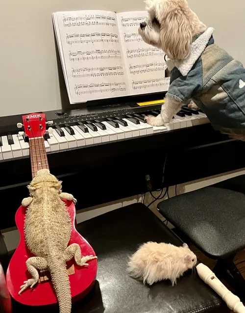 A dog in a hoodie is playing a piano with sheet music on it. There is a bearded dragon lizard sitting on a small red ukulele, a fluffy white hamster and a white recorder on the floor nearby.