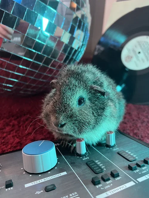 A guinea pig resting on a DJ mixer with a disco ball and vinyl record in the background.