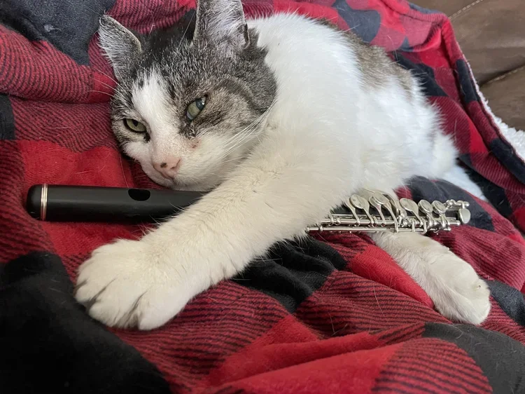A gray and white cat lying on a red and black plaid blanket, resting its head on a black recorder, with its front paws around the instrument.