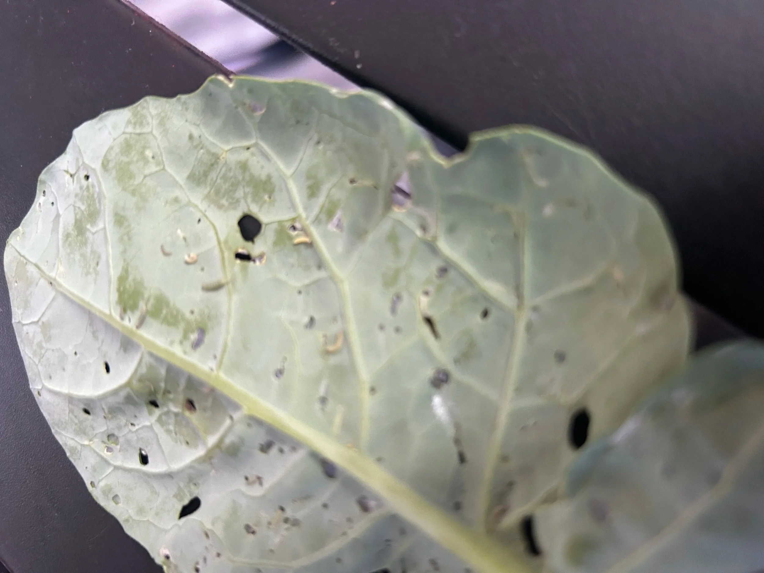 A close-up of a partially eaten, damaged leaf with holes and tearing, resting on a dark surface.