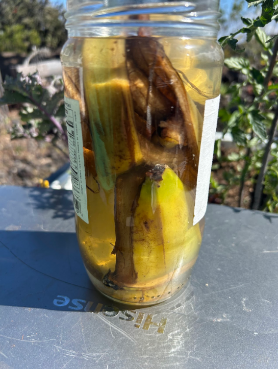 A glass jar containing banana tea, made by soaking banana peels in water for 3 days.