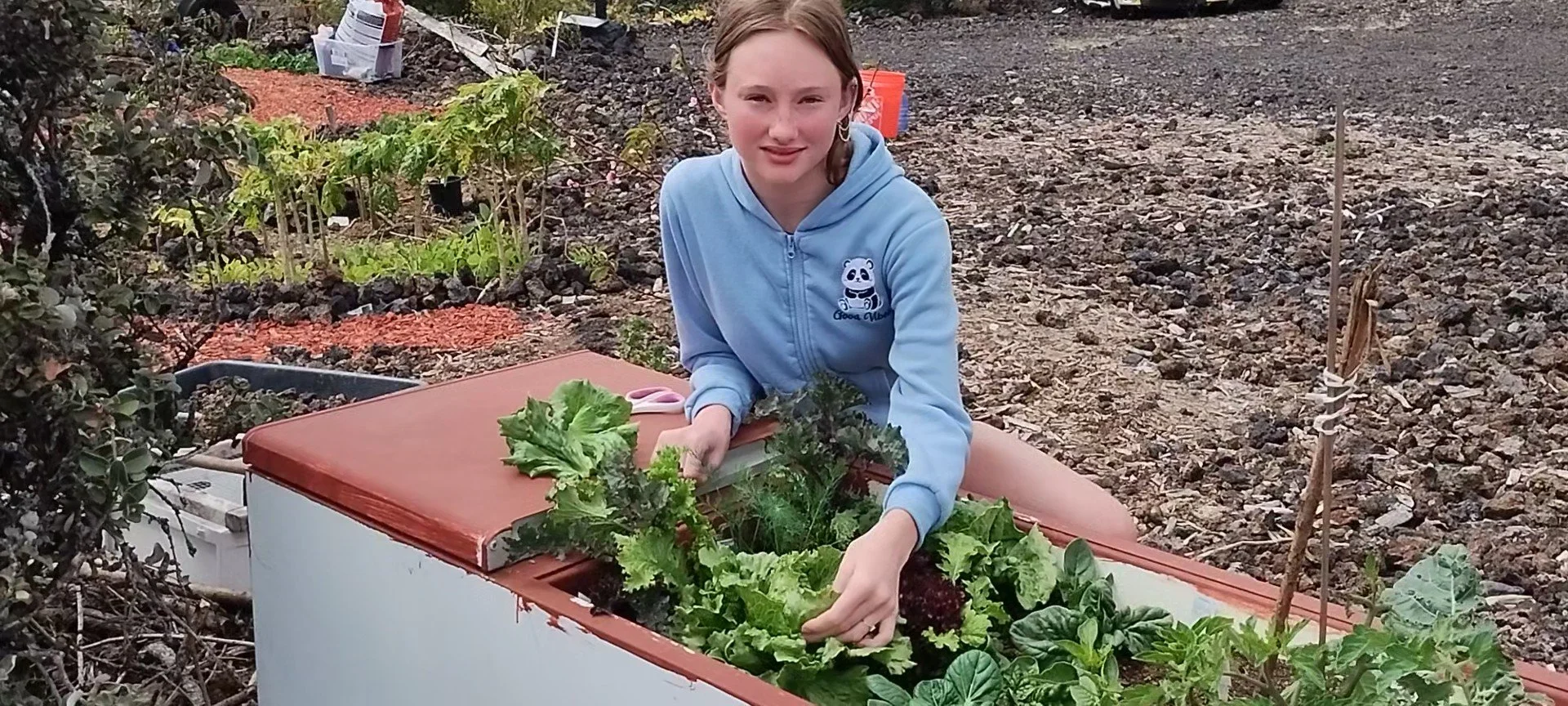A young woman kneels beside a recycled refrigerator garden filled with various leafy greens, harvesting some of the vegetables.