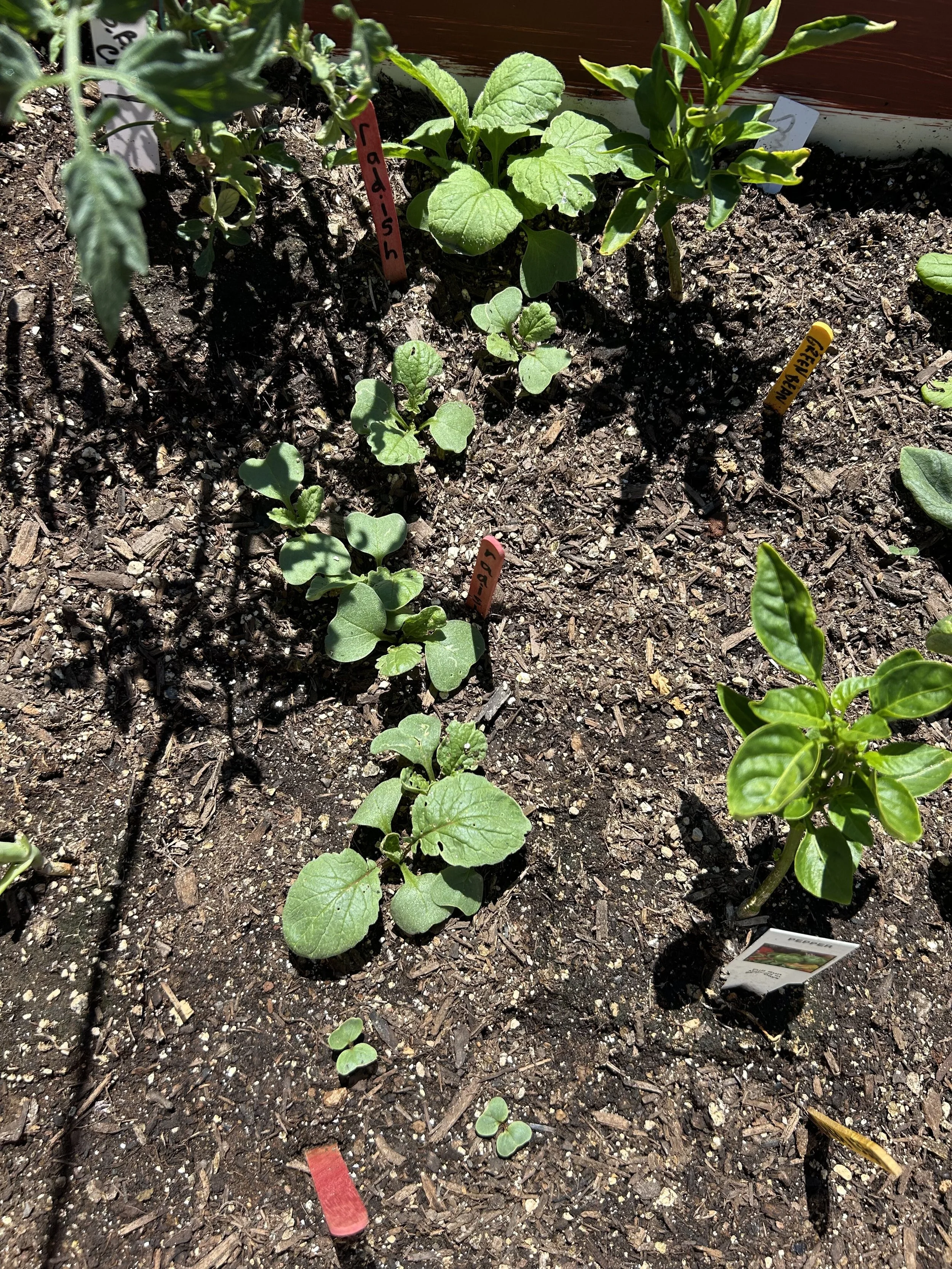 Vegetable garden bed with small plants including watermelon, pepper, and others, with colored labels for identification.