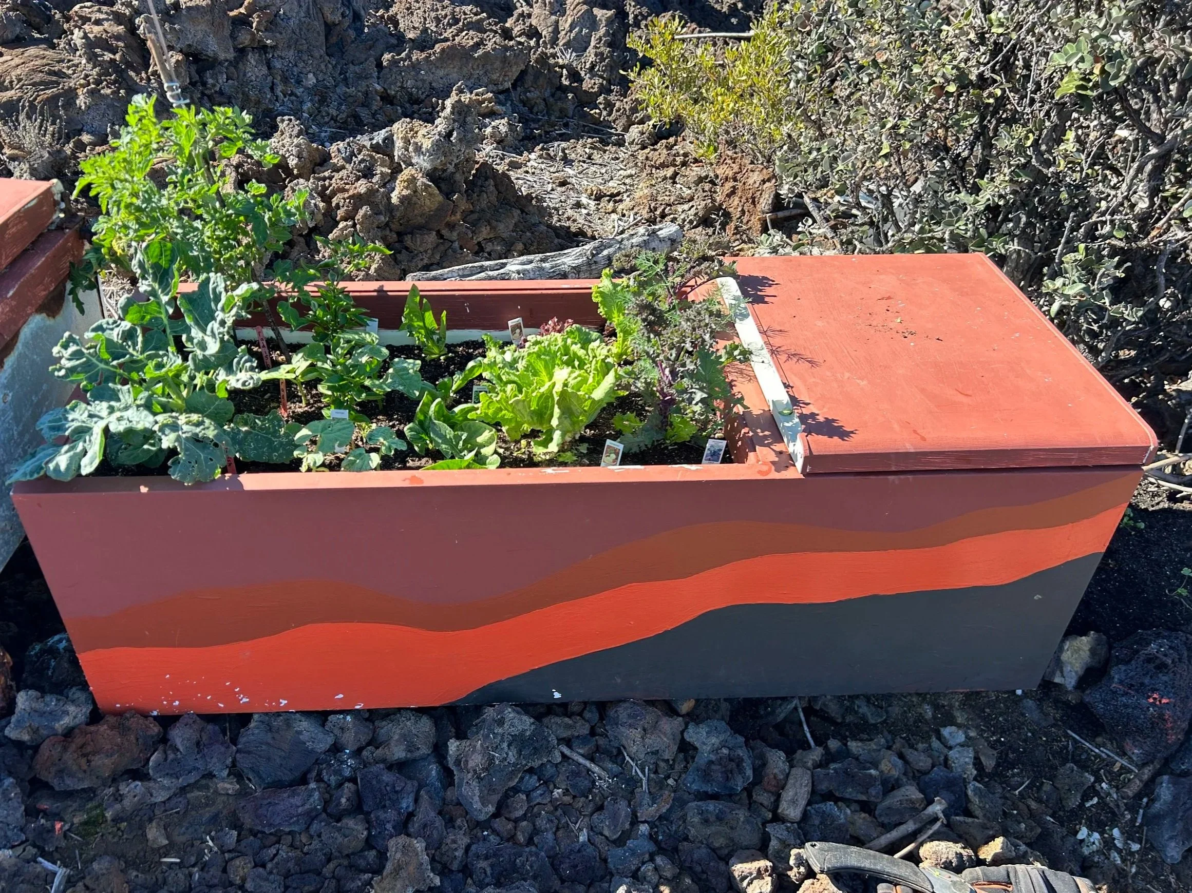A recycled refrigerator garden painted with brown, red, and black wavy stripes to look like lava is planted with organic garden vegetables, positioned on rocky volcanic landscape.
