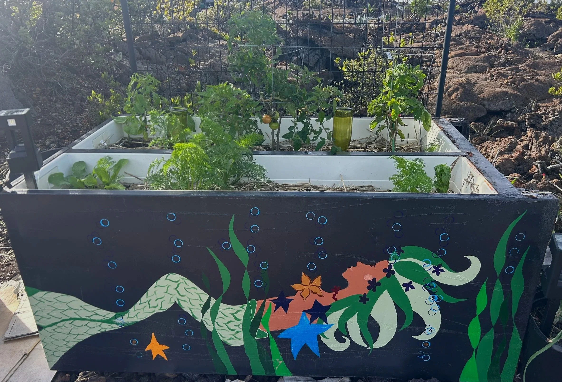 A refrigerator garden painted with a mermaid and underwater scene, filled with various food plants like tomato plants, situated outdoors with rocky terrain in the background.