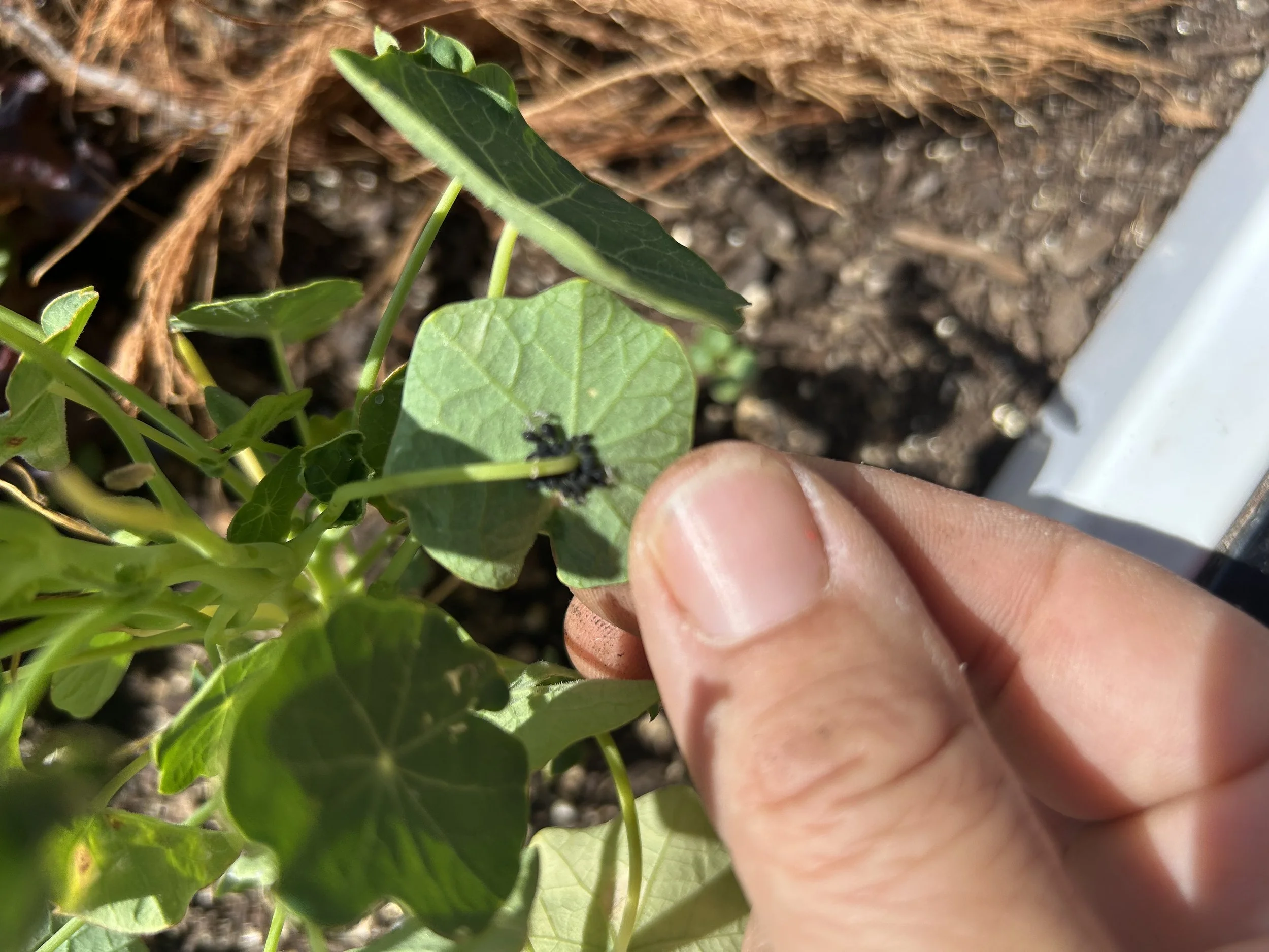 A close-up of a person's hand pinching a small black caterpillar on a green leaf in a garden bed.